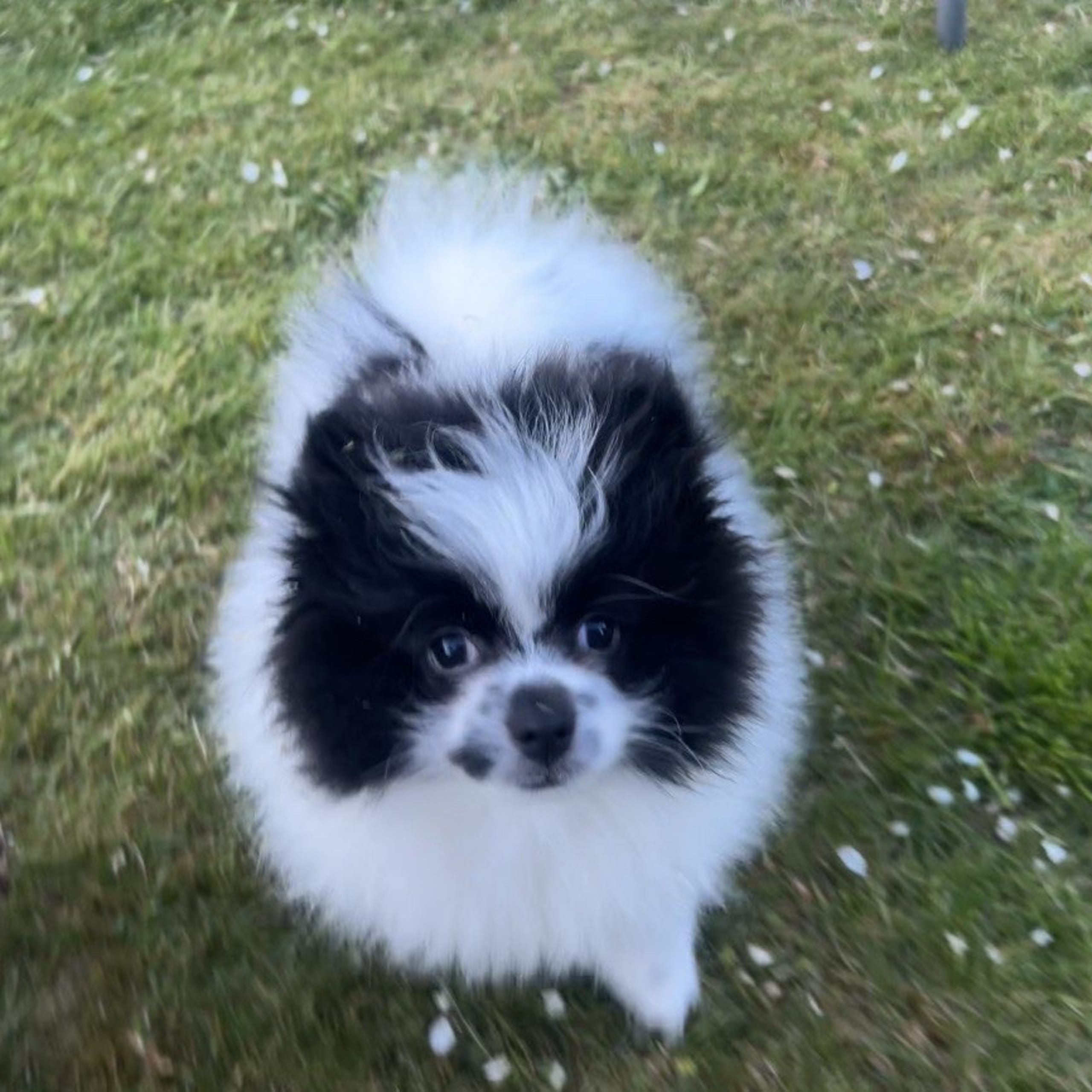 Pomeranian