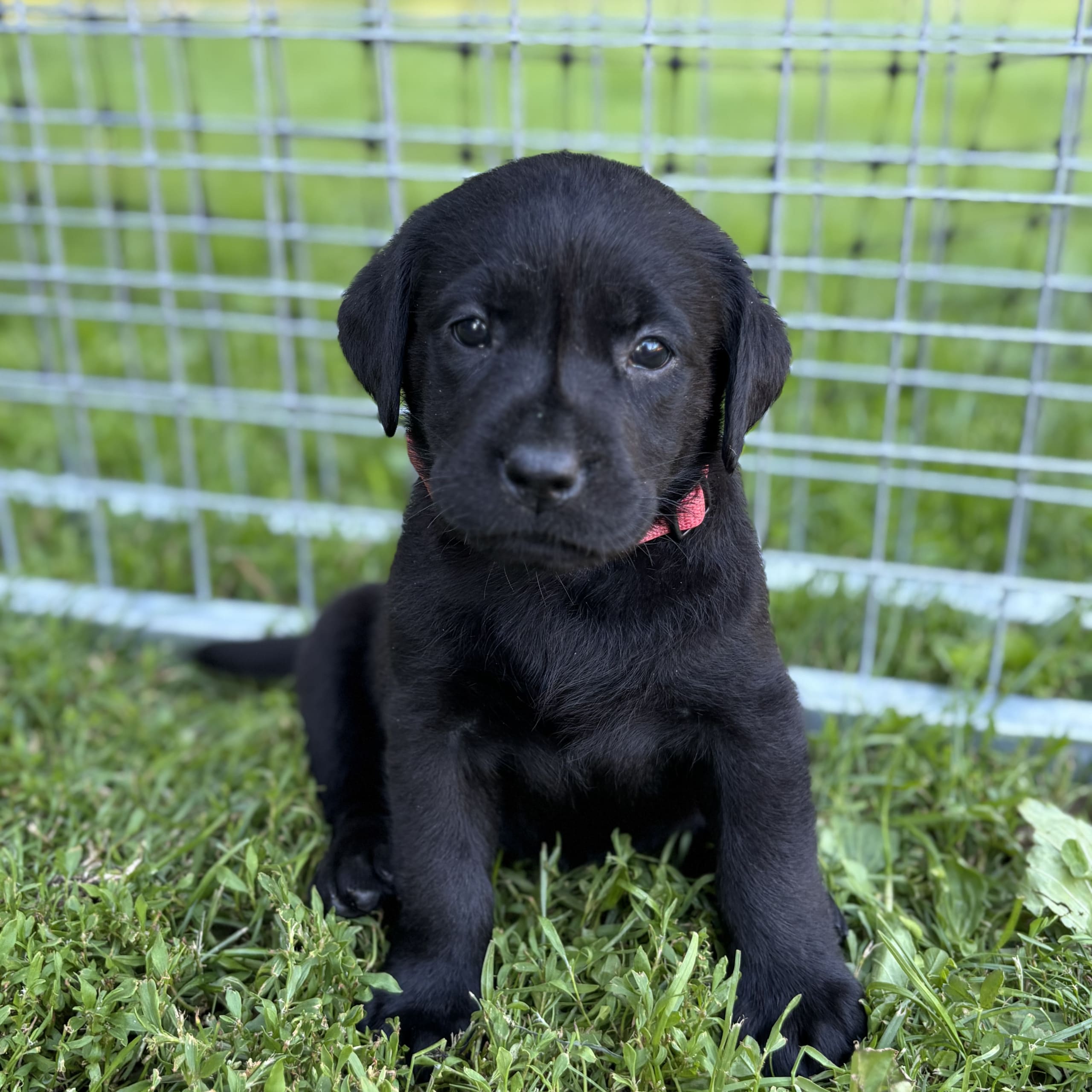 Labrador