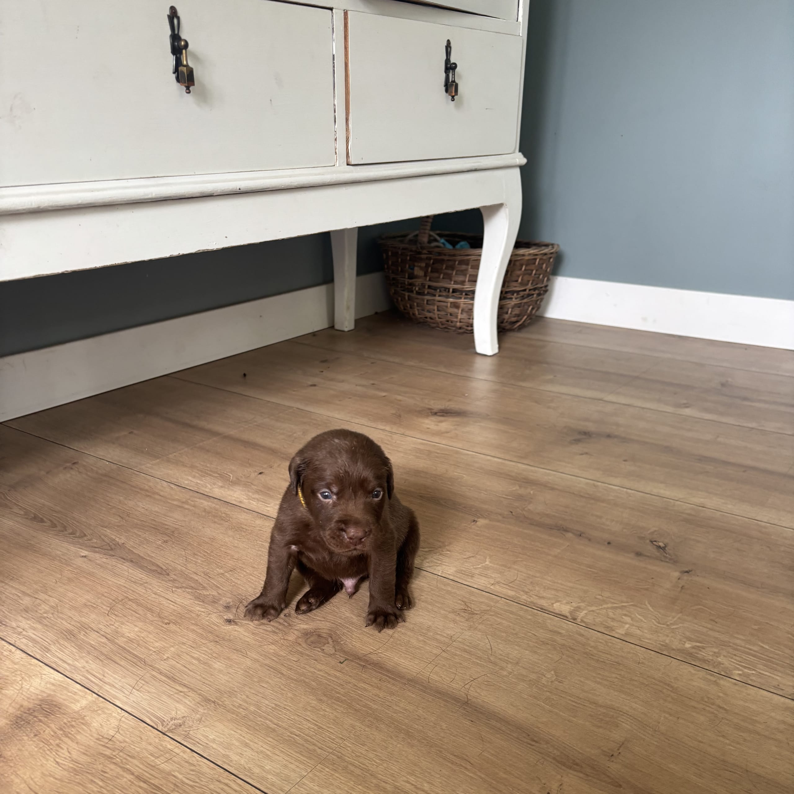 Labrador retriever