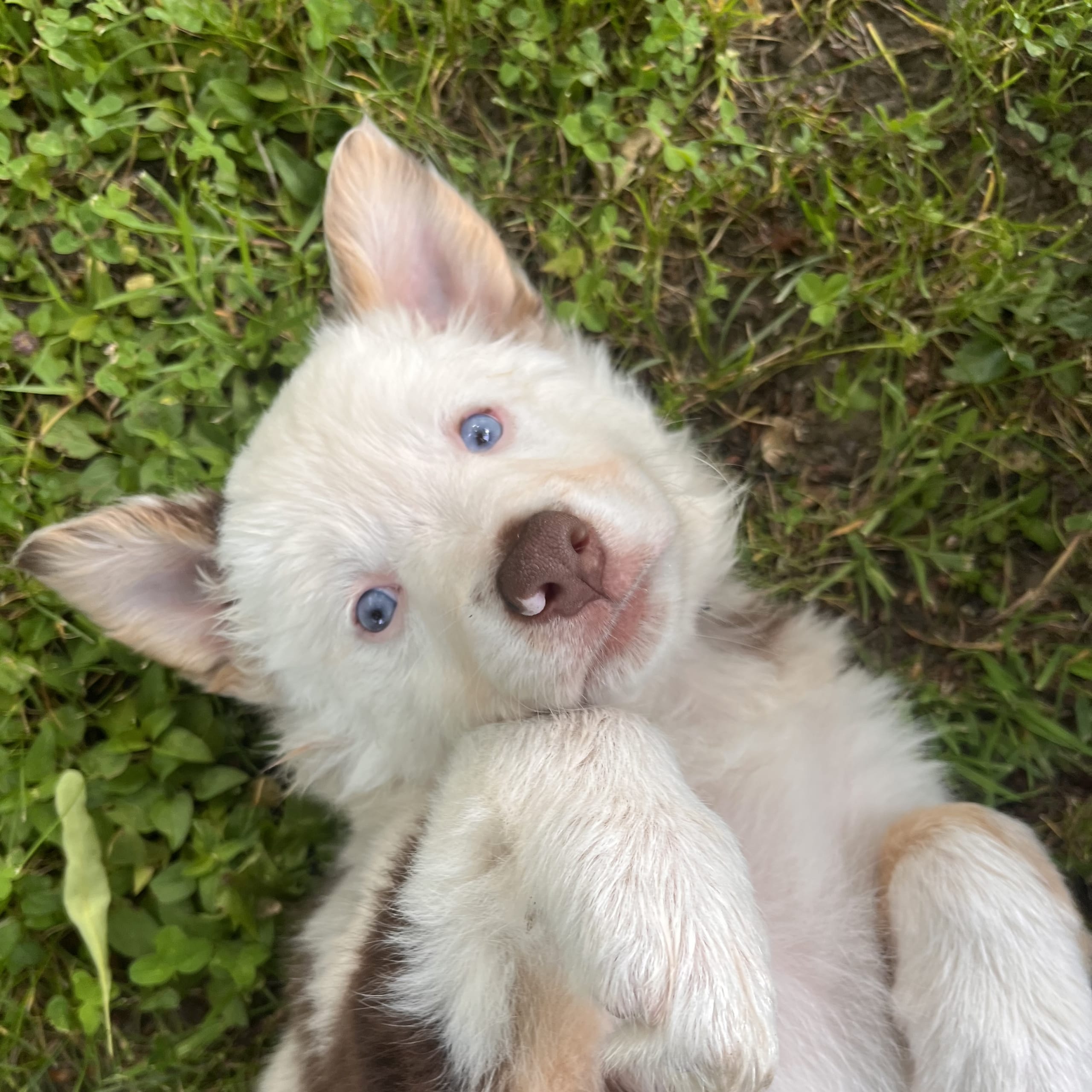 Border collie/ Australien shepard
