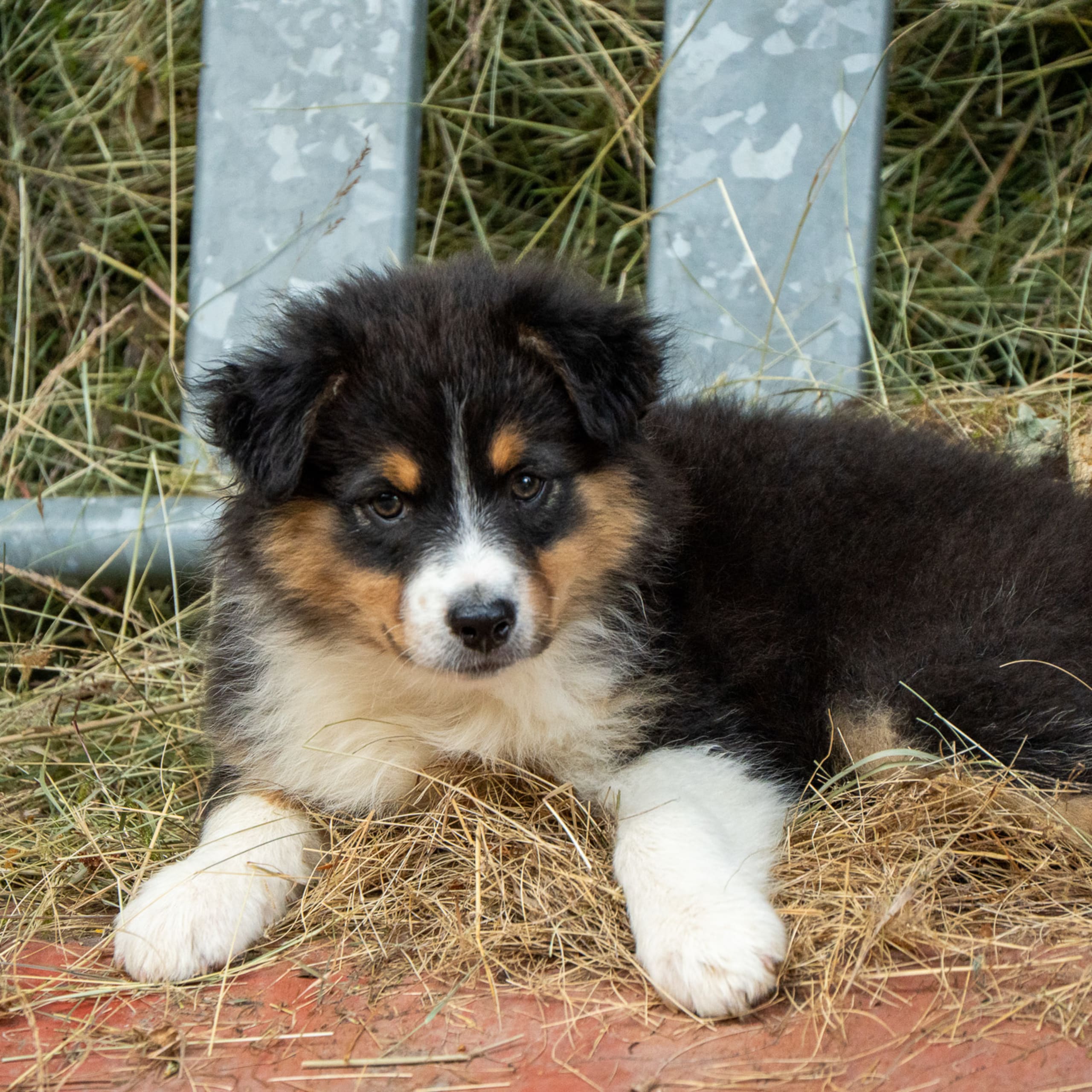 Australian shepherd
