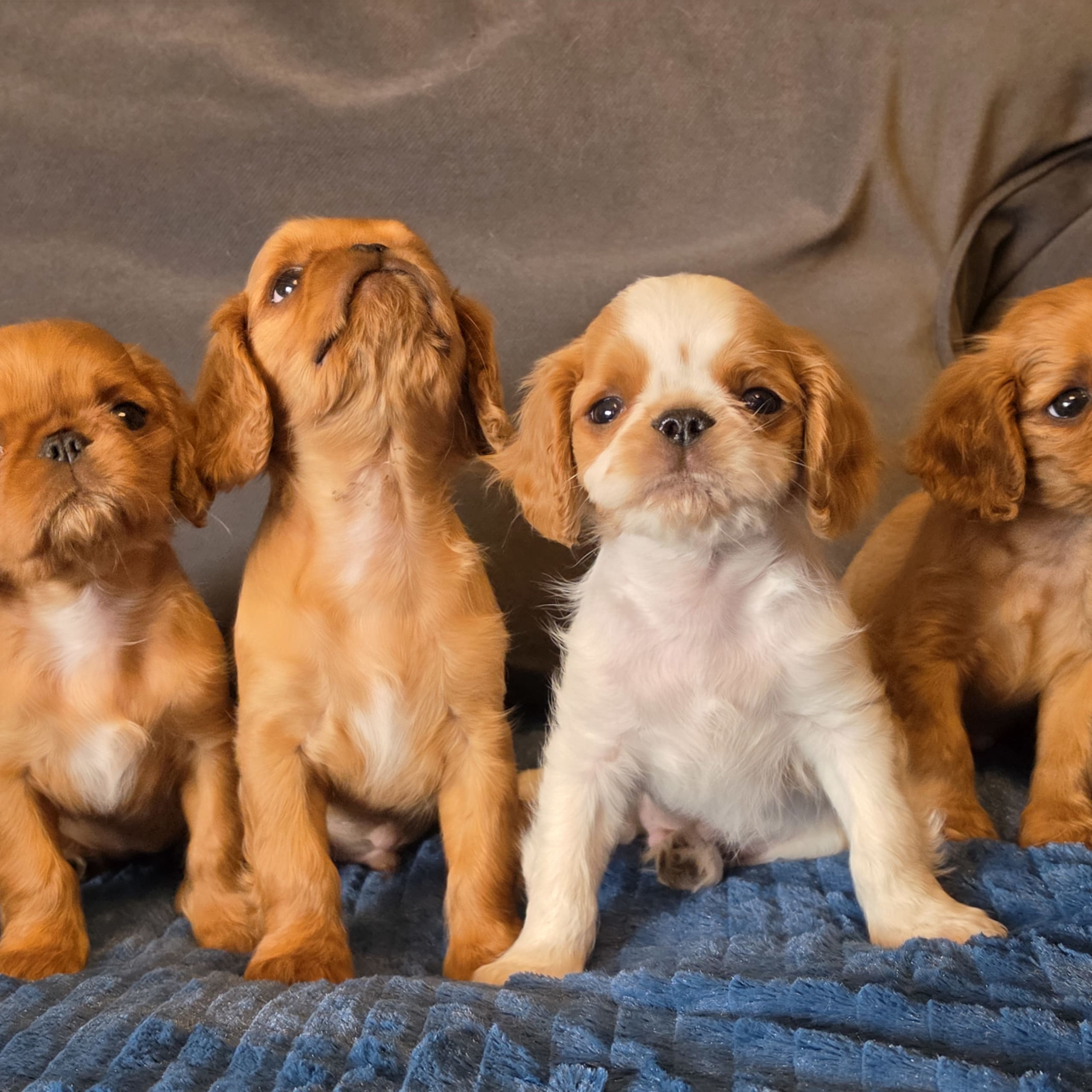King charles spaniel