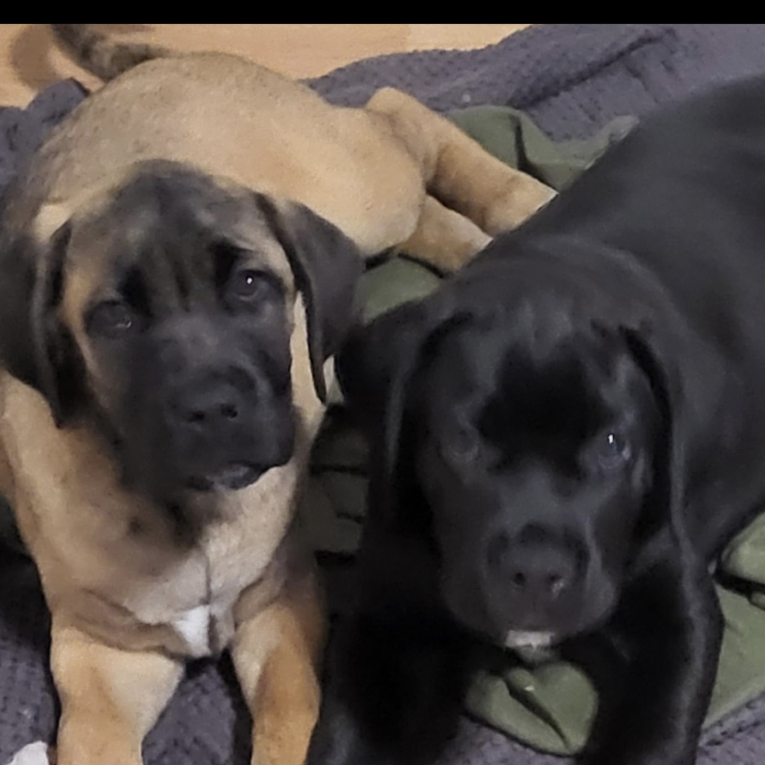 Cane corso