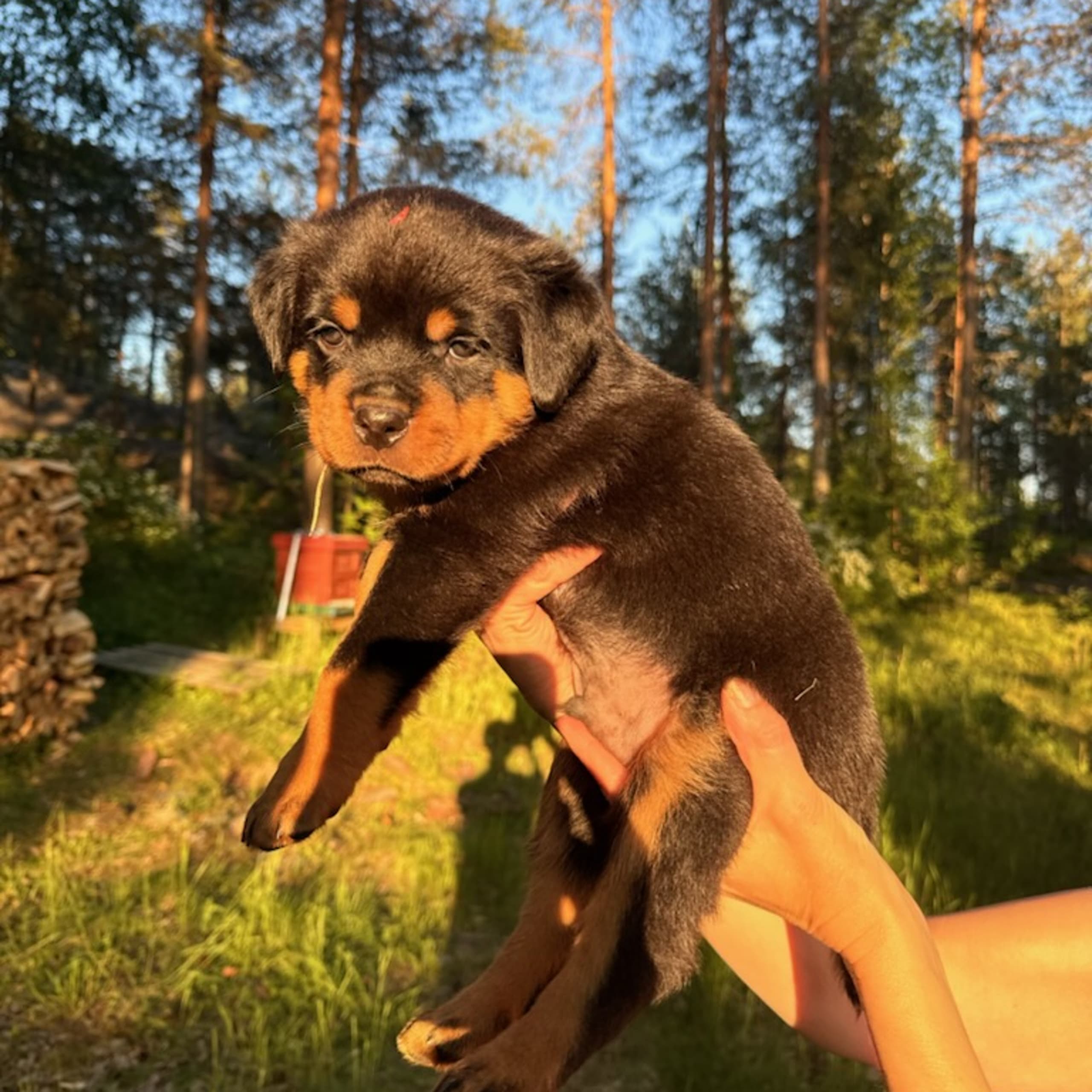 Rottweiler