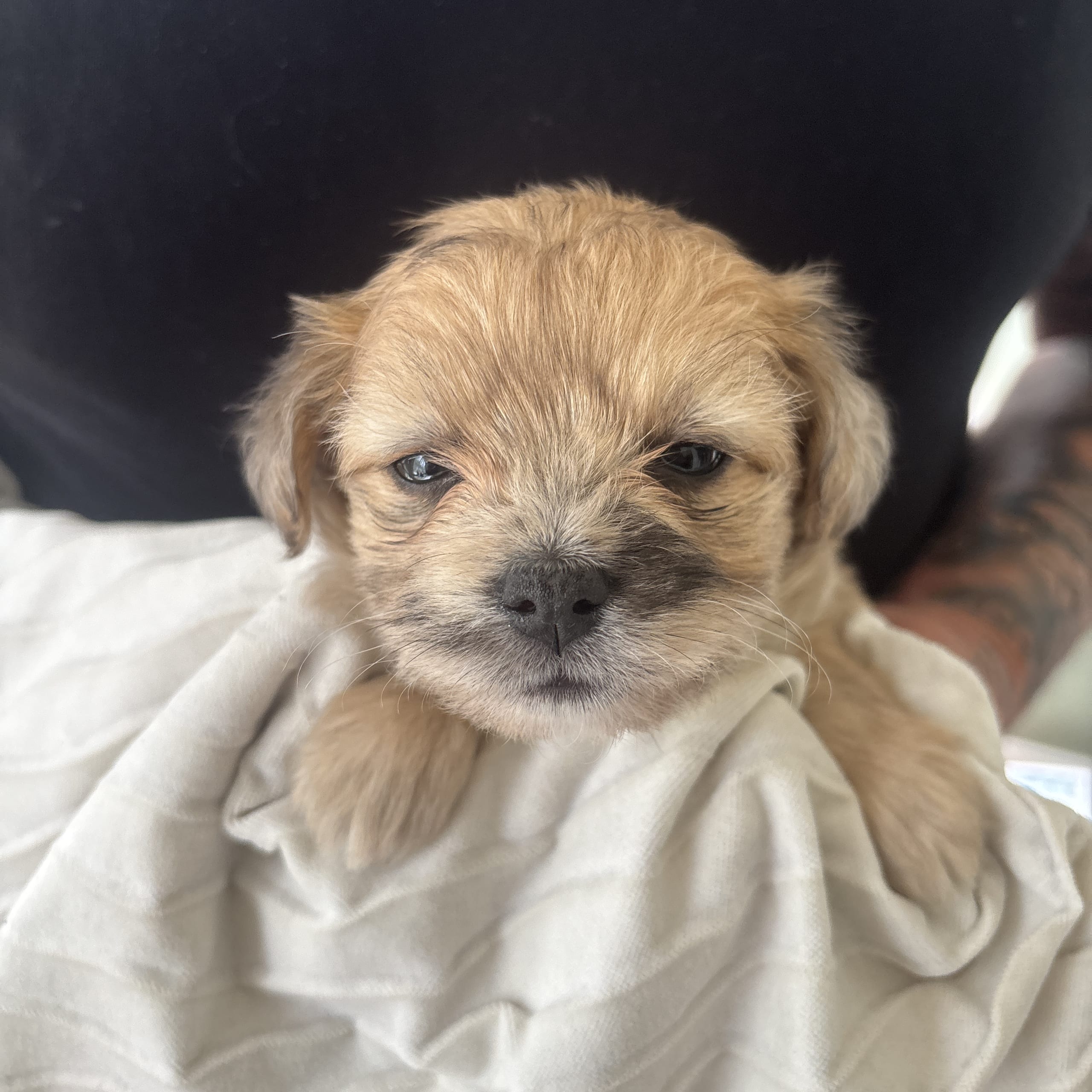 Maltipoo