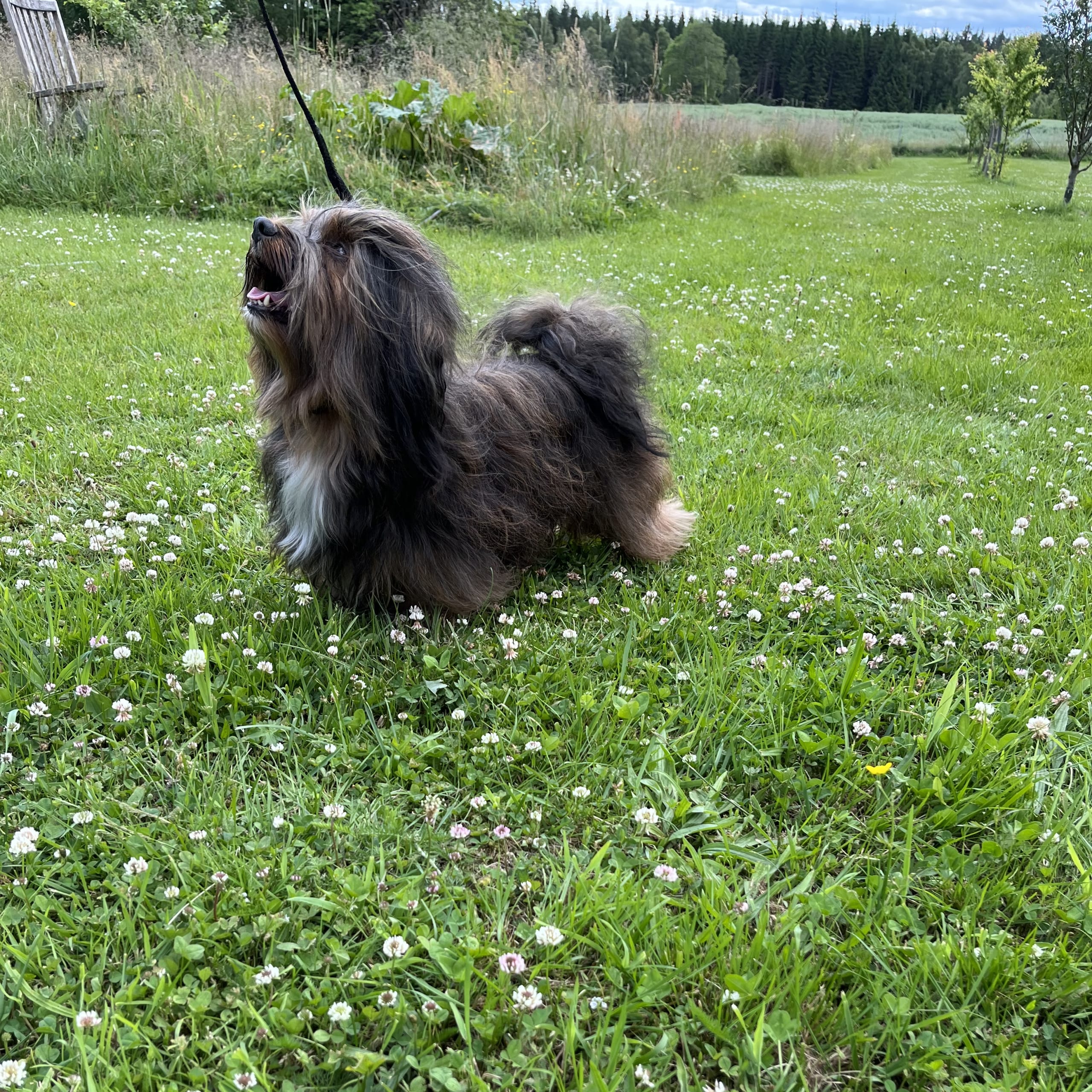 Havanese