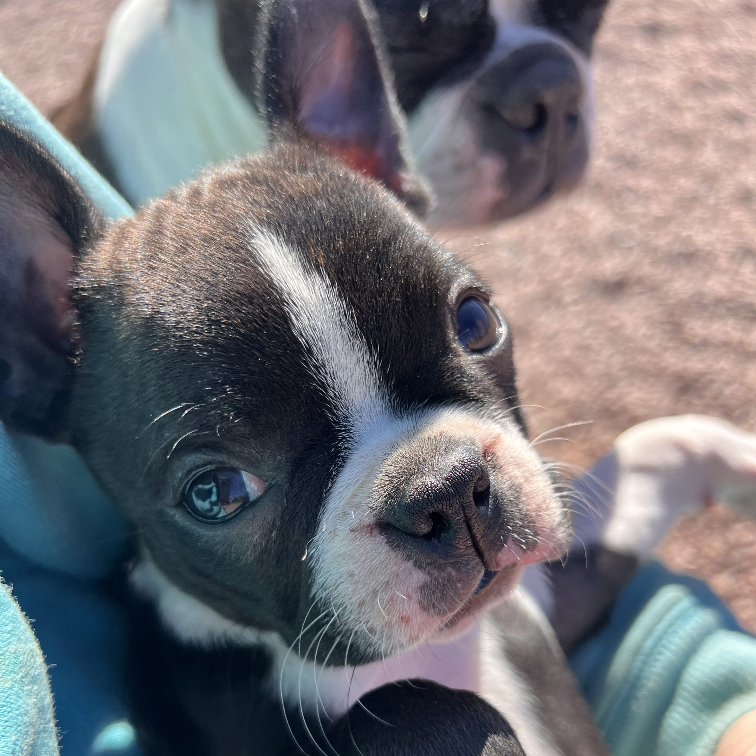 Bostonterrier