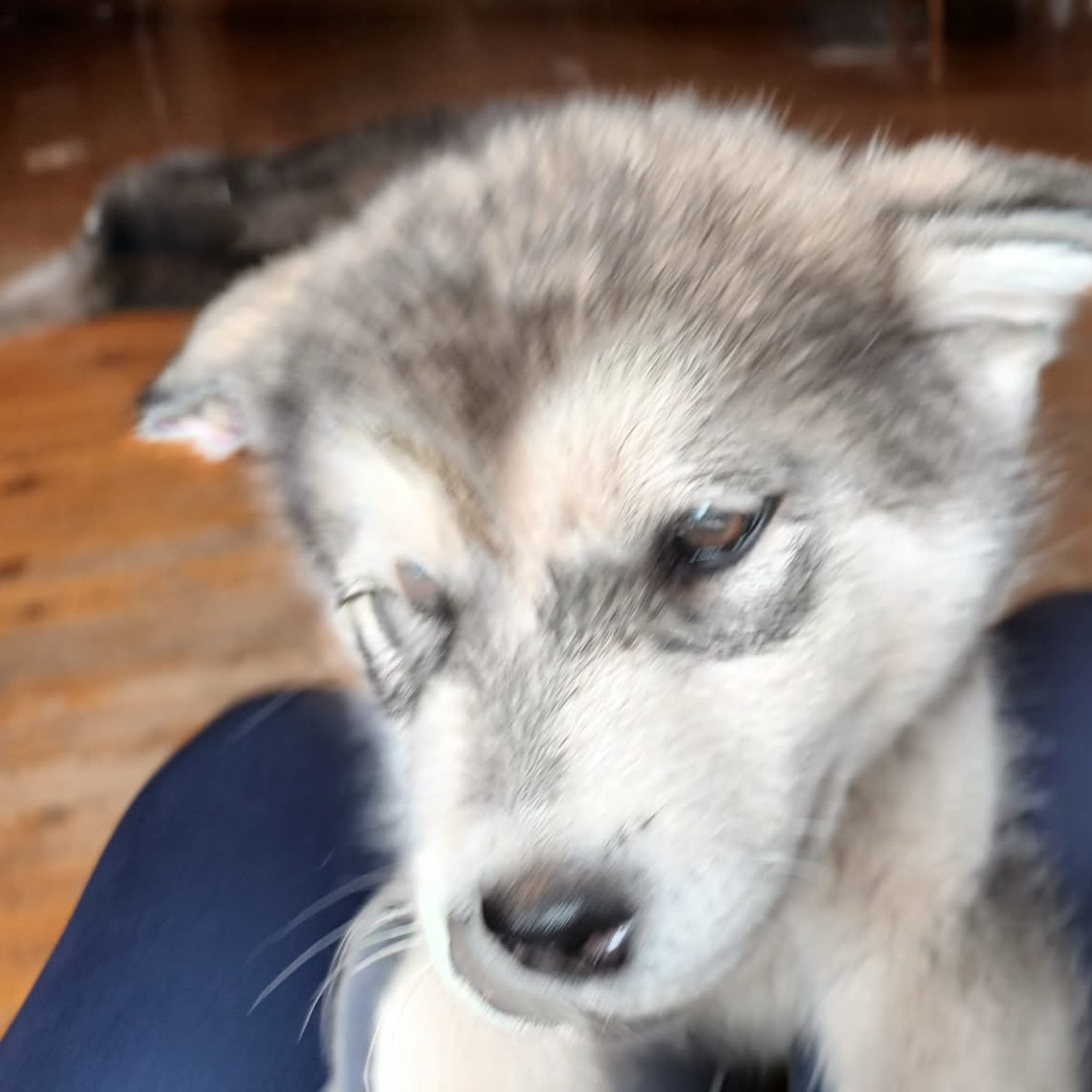 Kennel Kitchaq