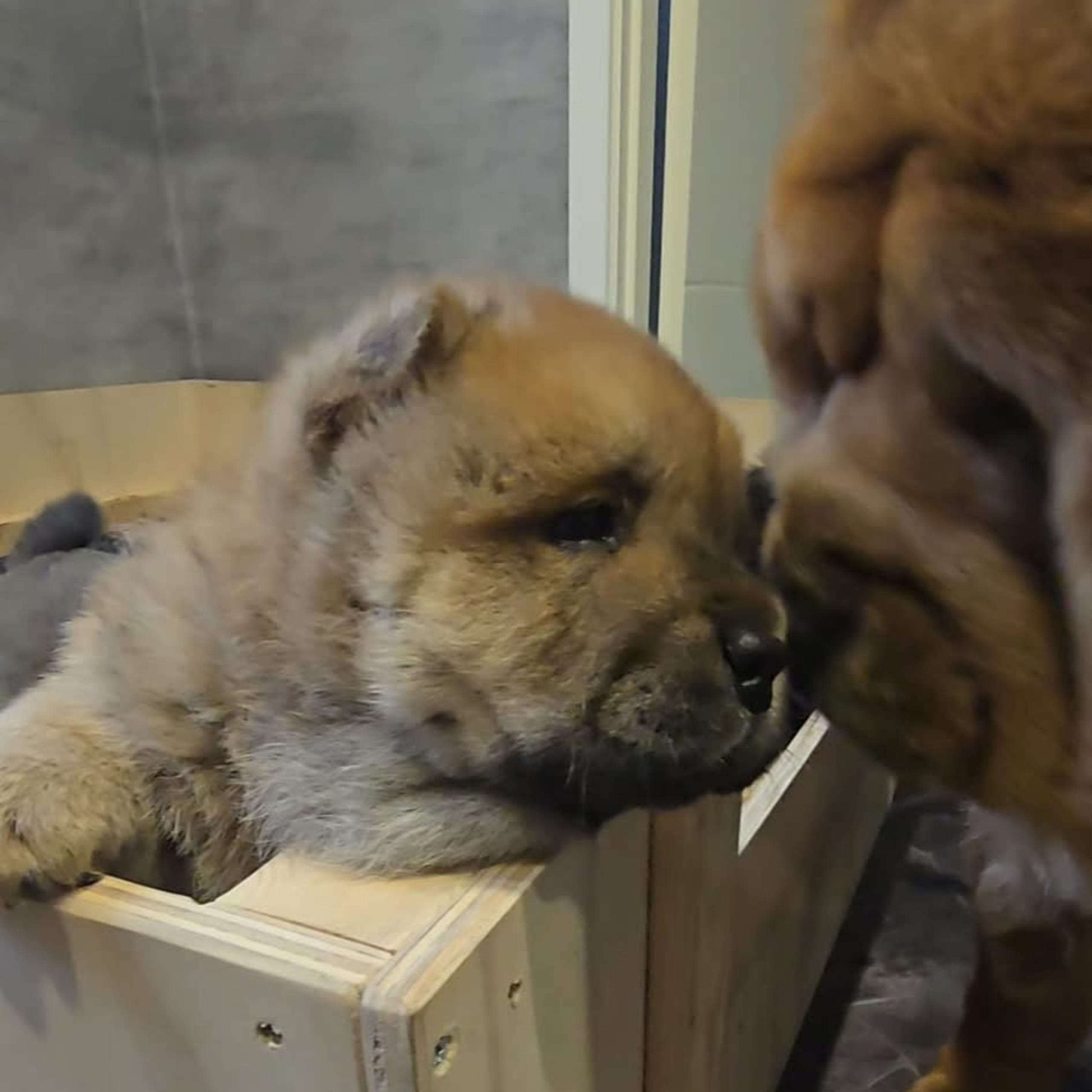 Chow chow