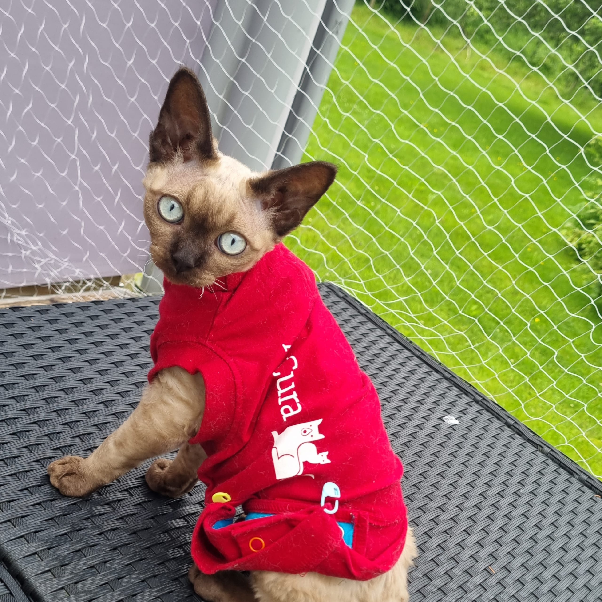 Devon Rex