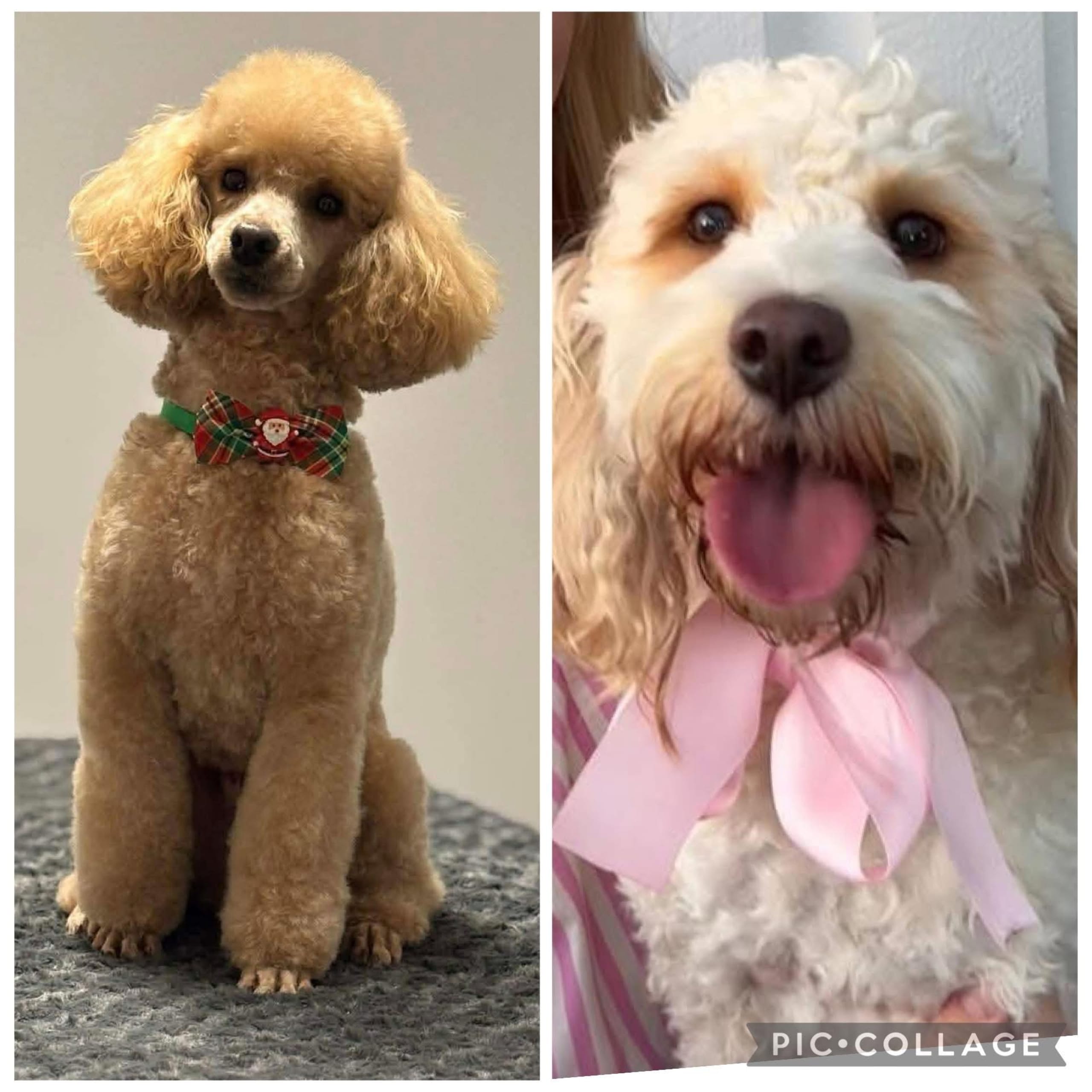 Cockerpoo