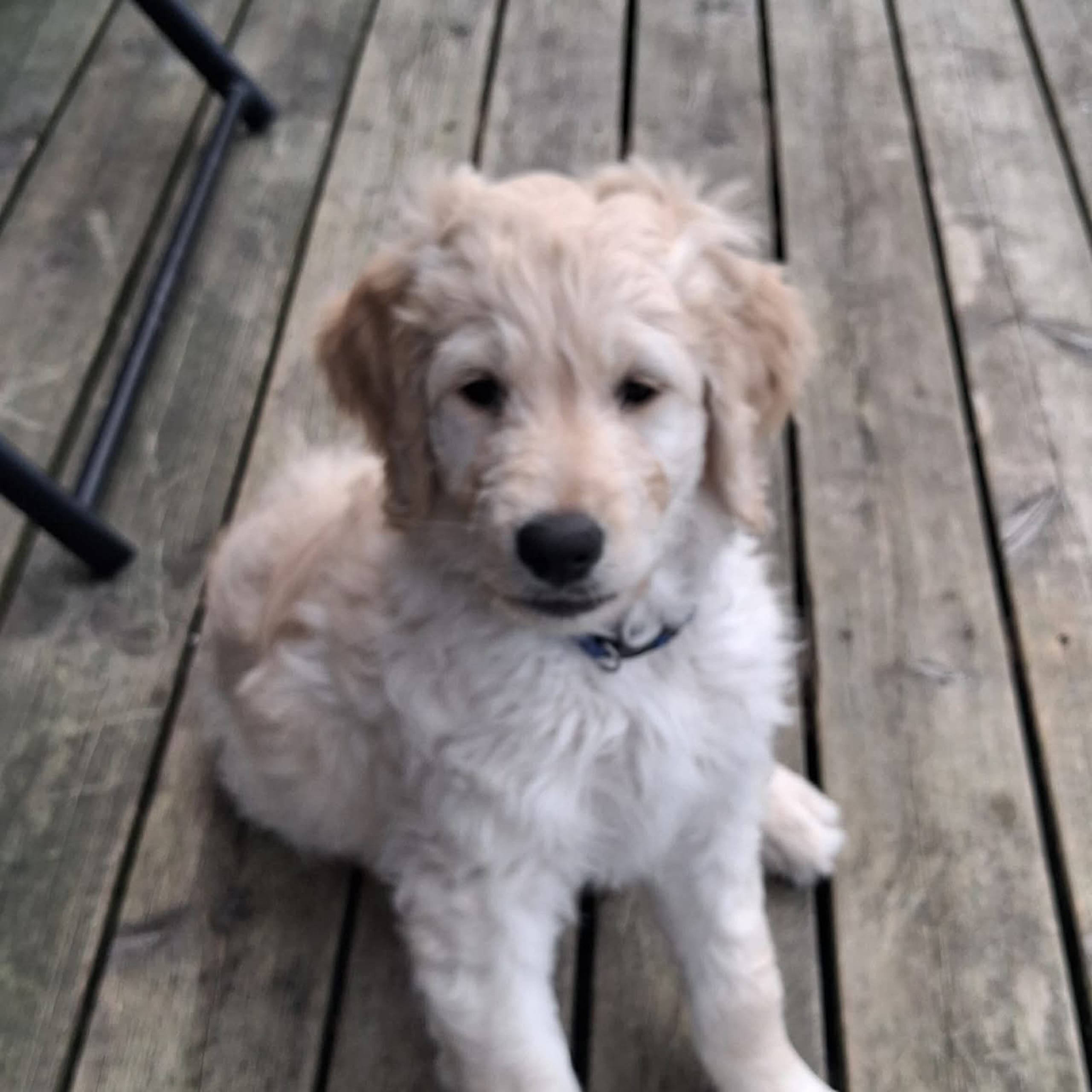 Labradoodle