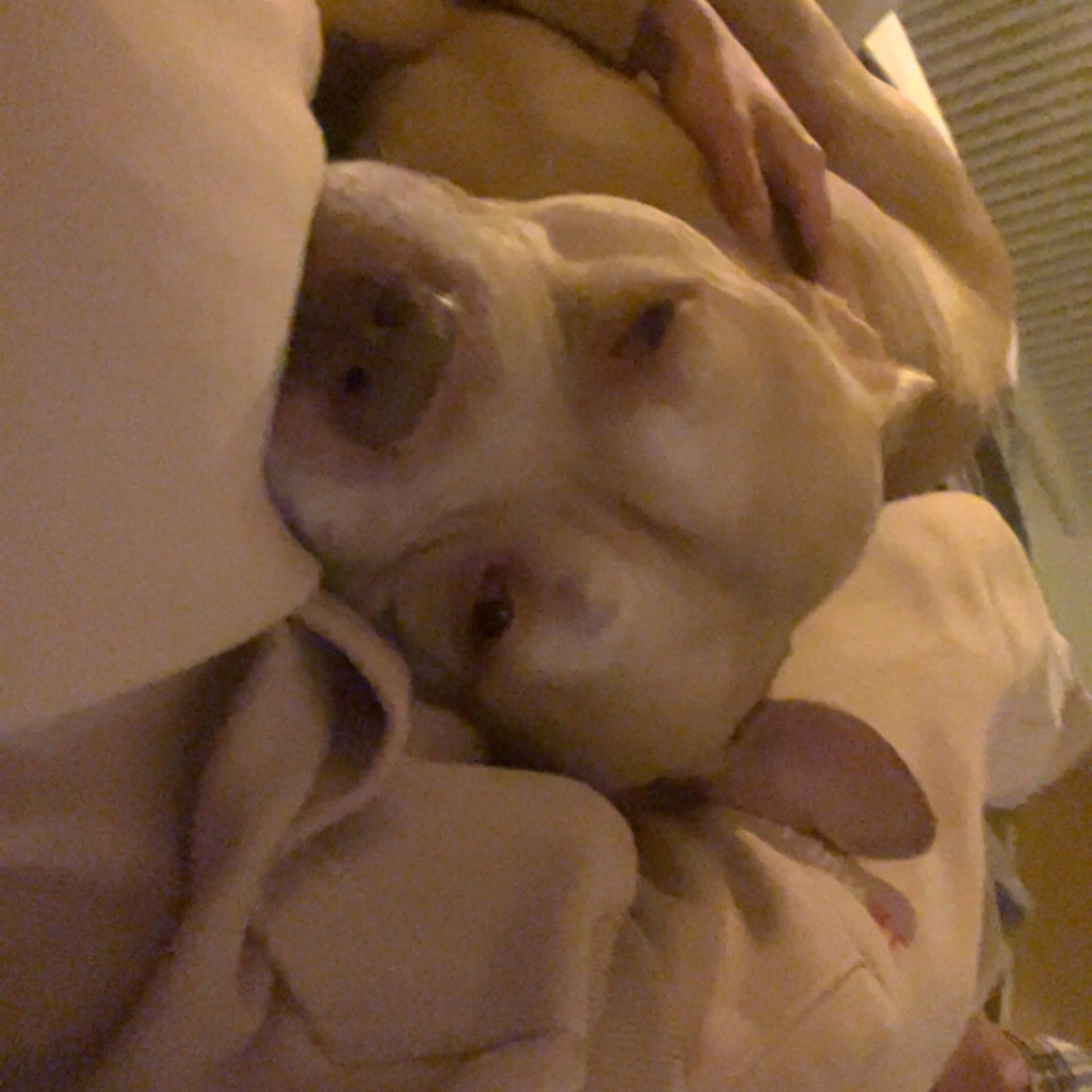 American bully