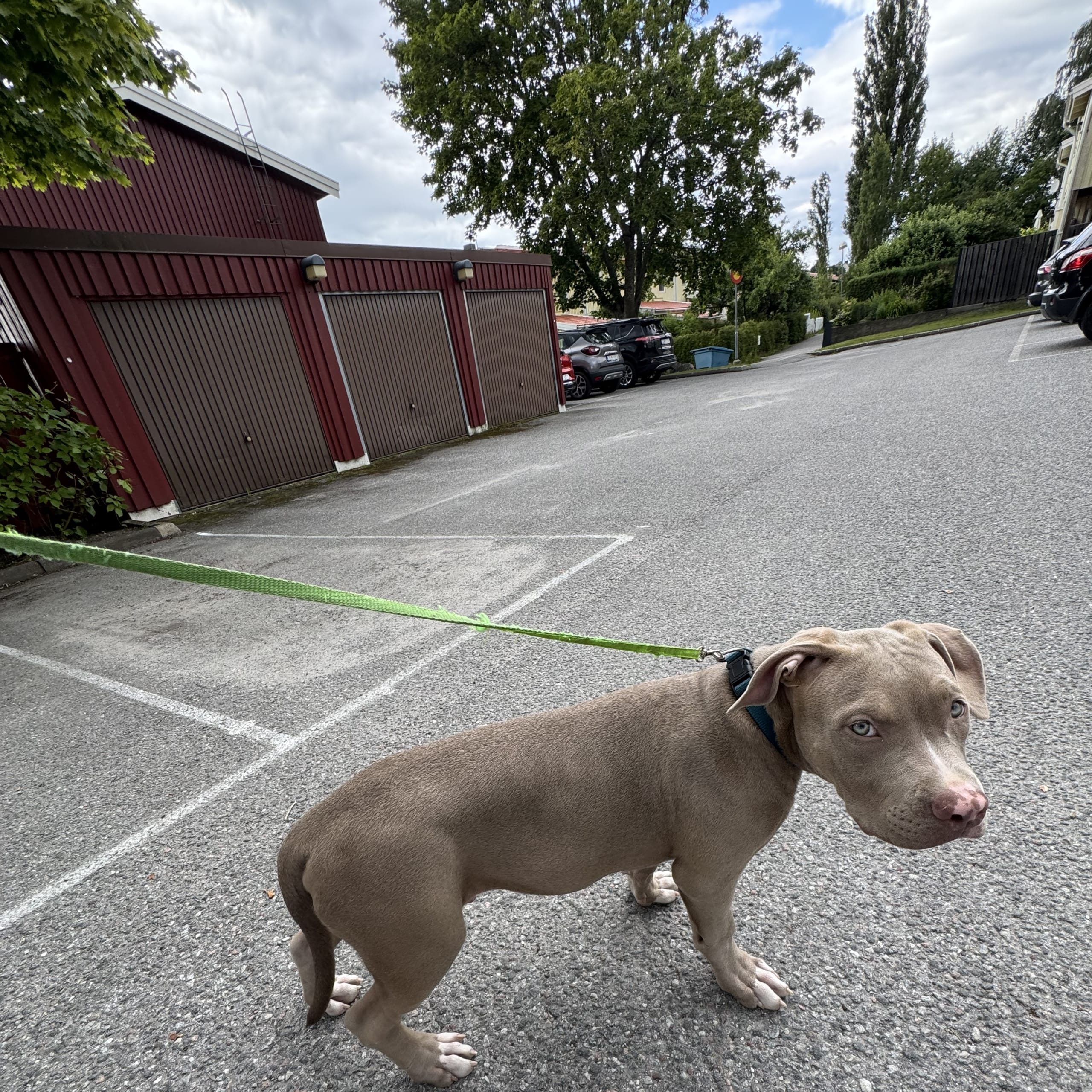 American bully