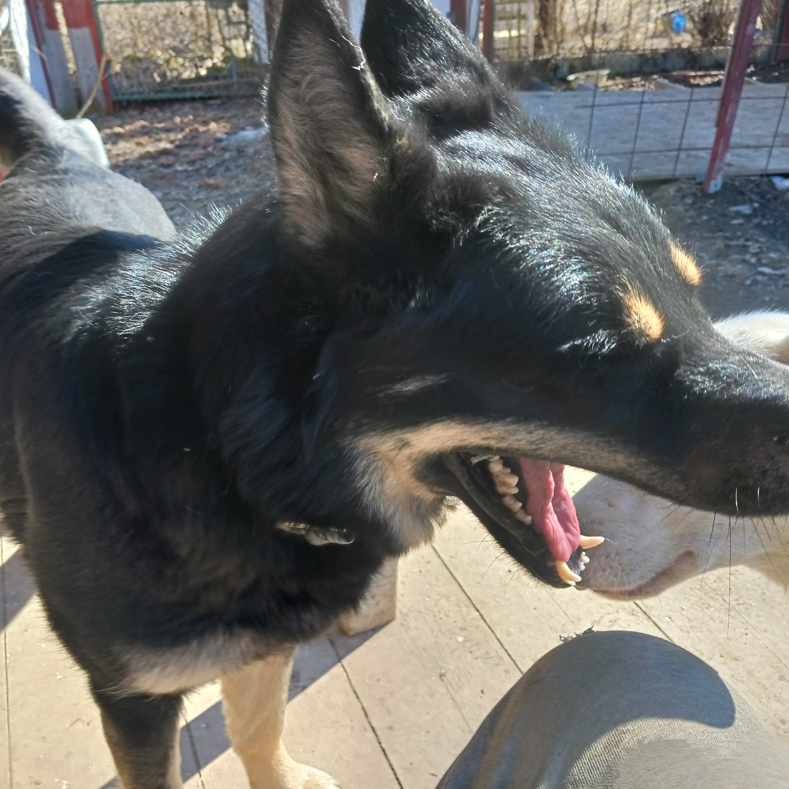 Sibirian husky- Schäfer