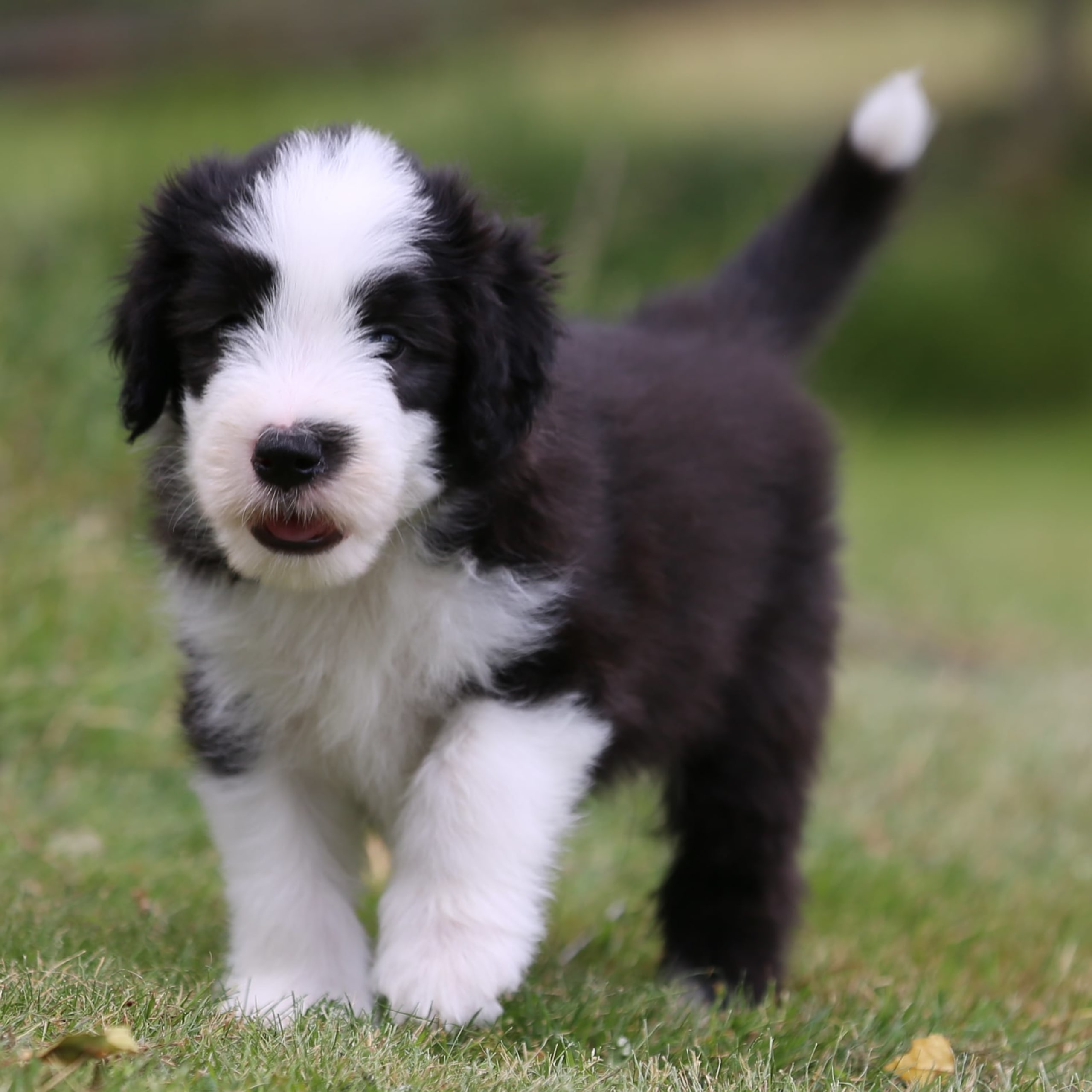Bearded collie