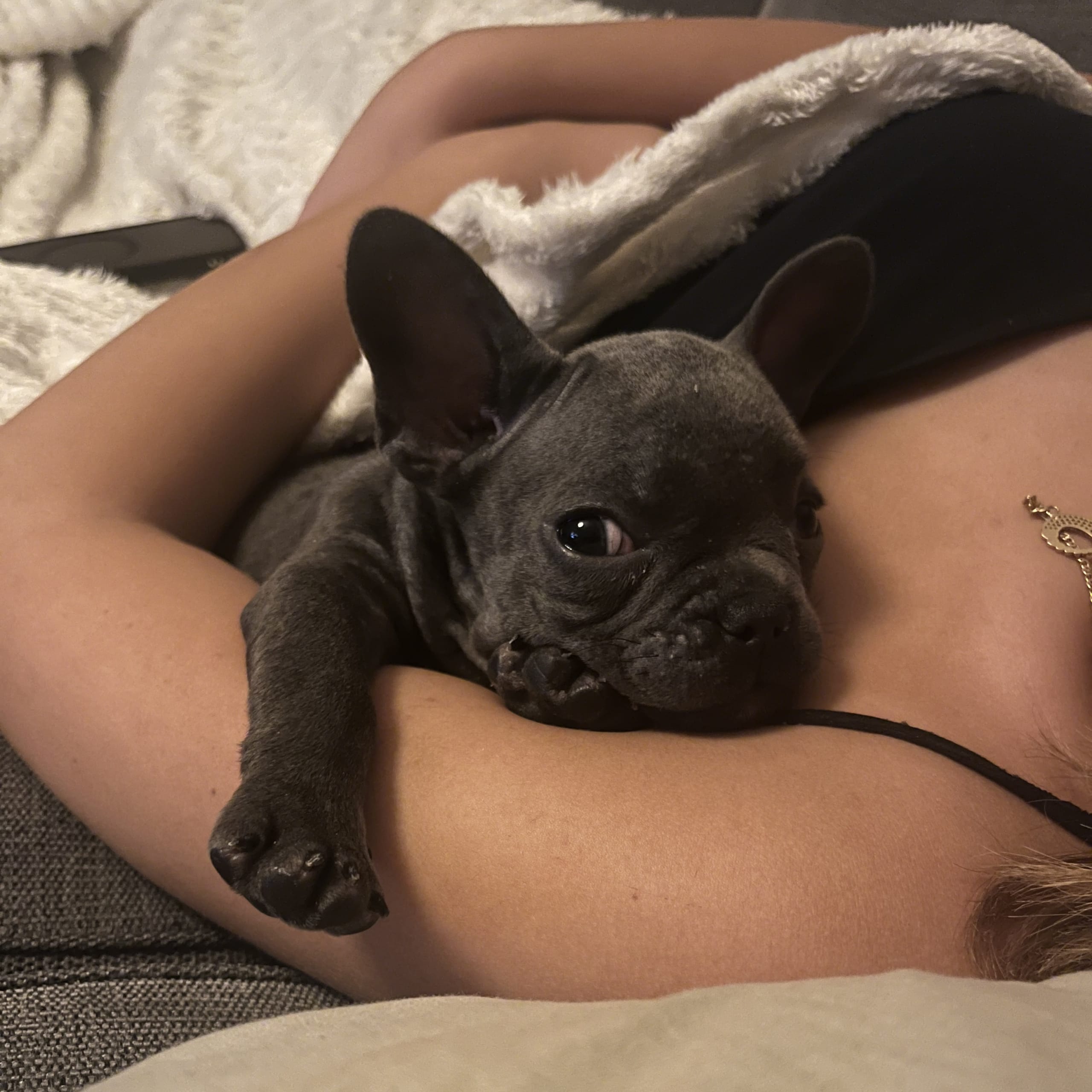Fransk bulldogg