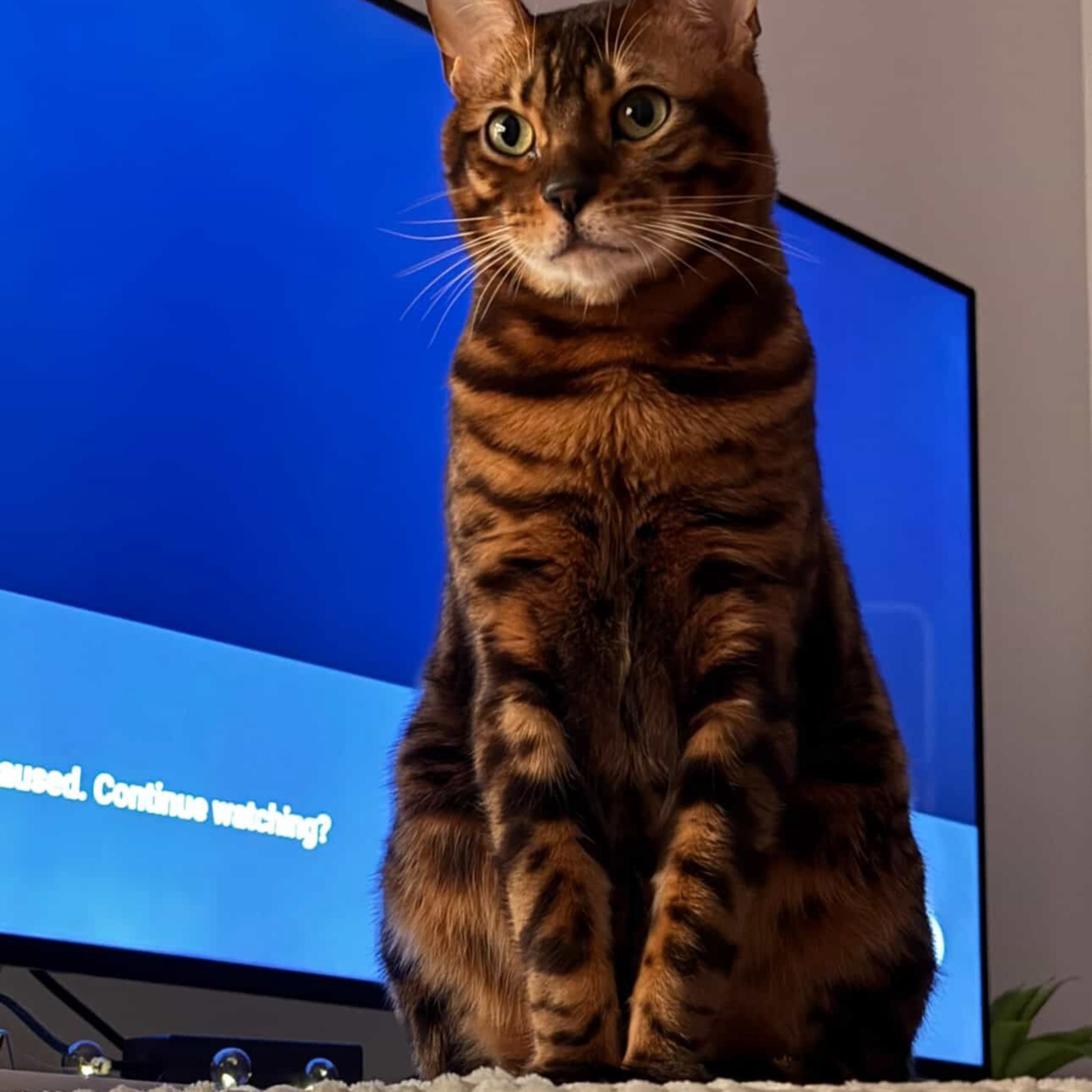 Bengal