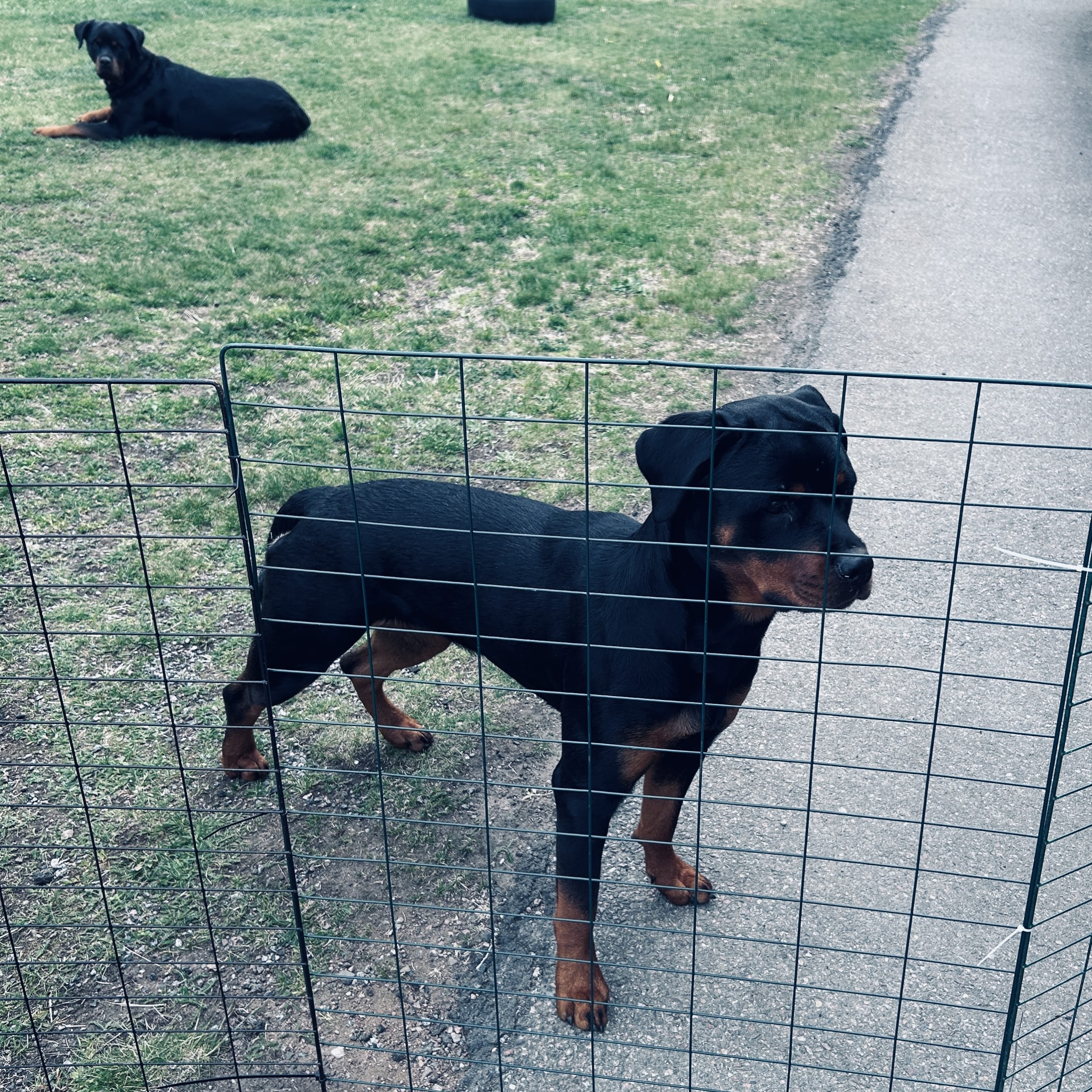 Rottweiler