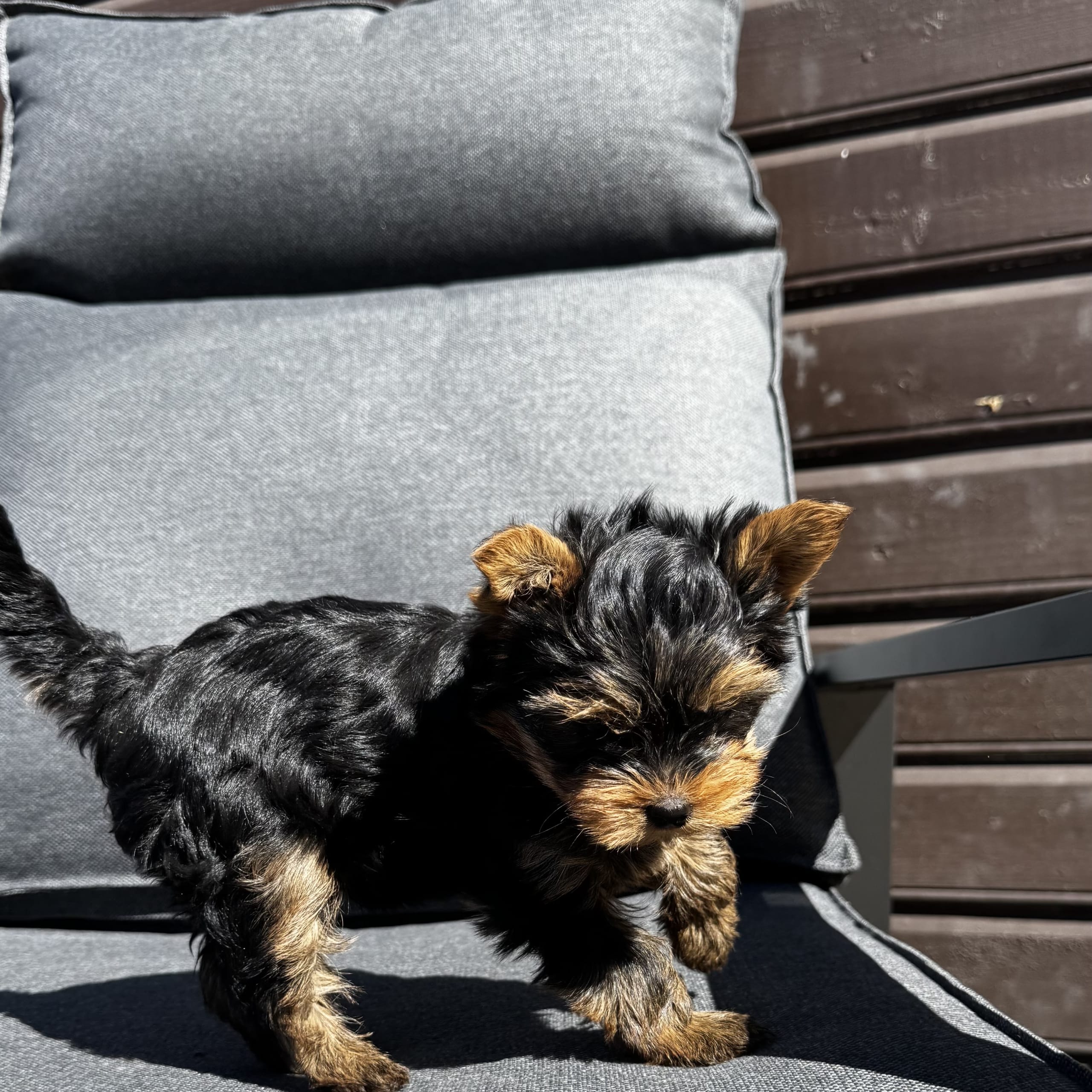 Yorkshireterrier