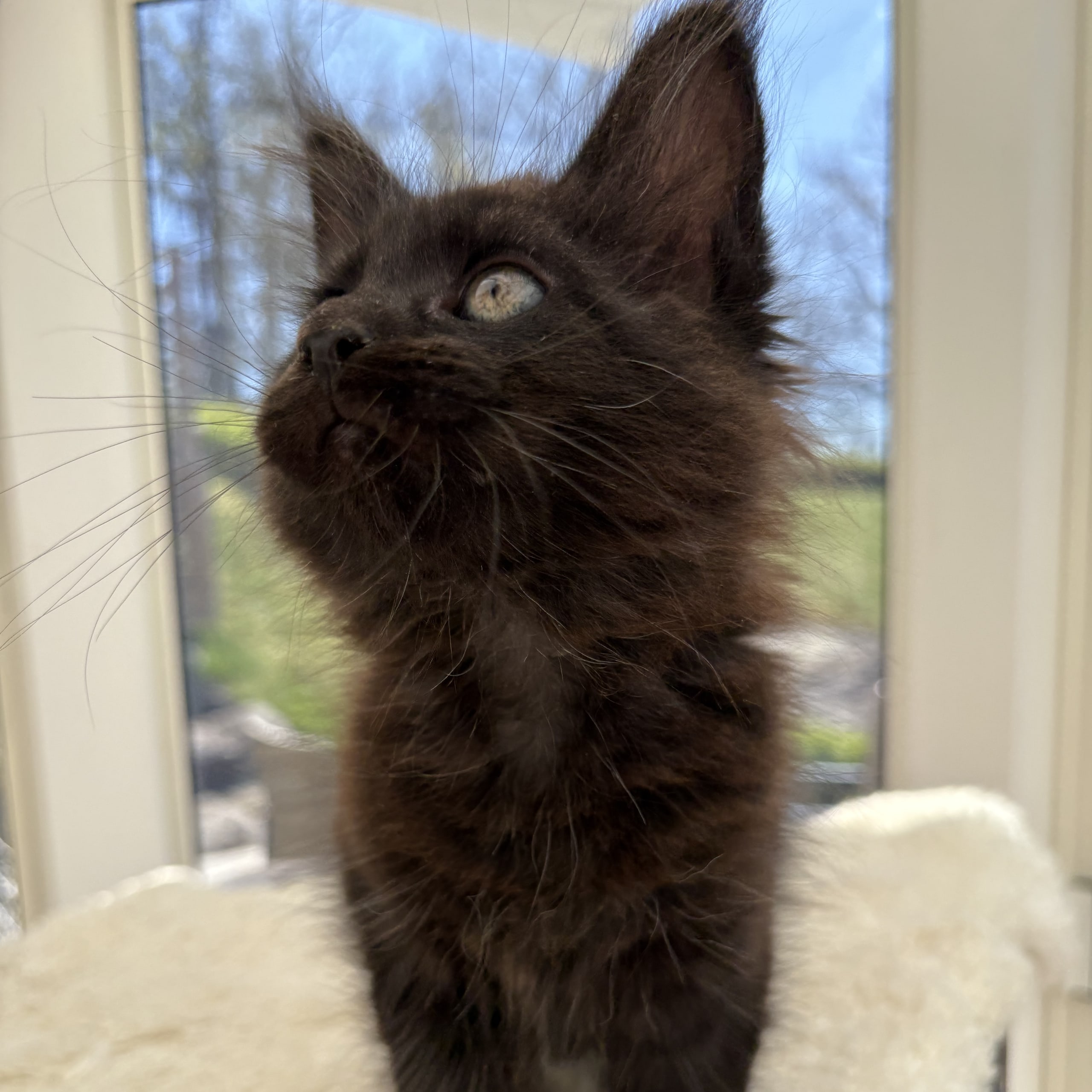 Maine Coon