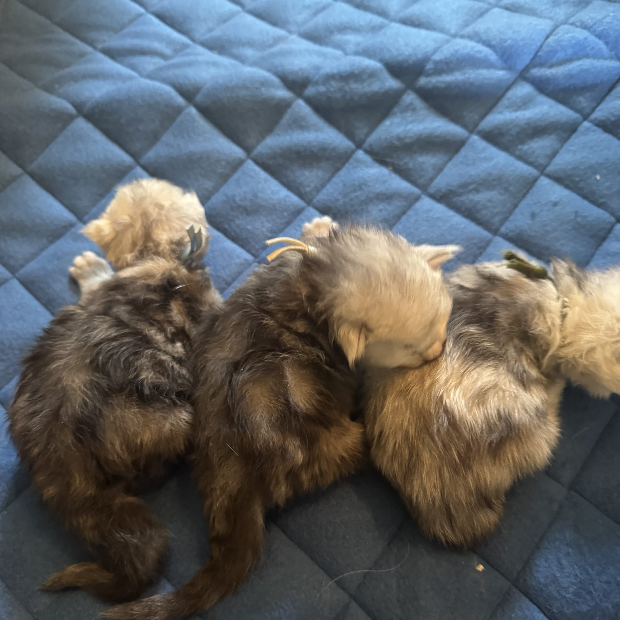Maine Coon