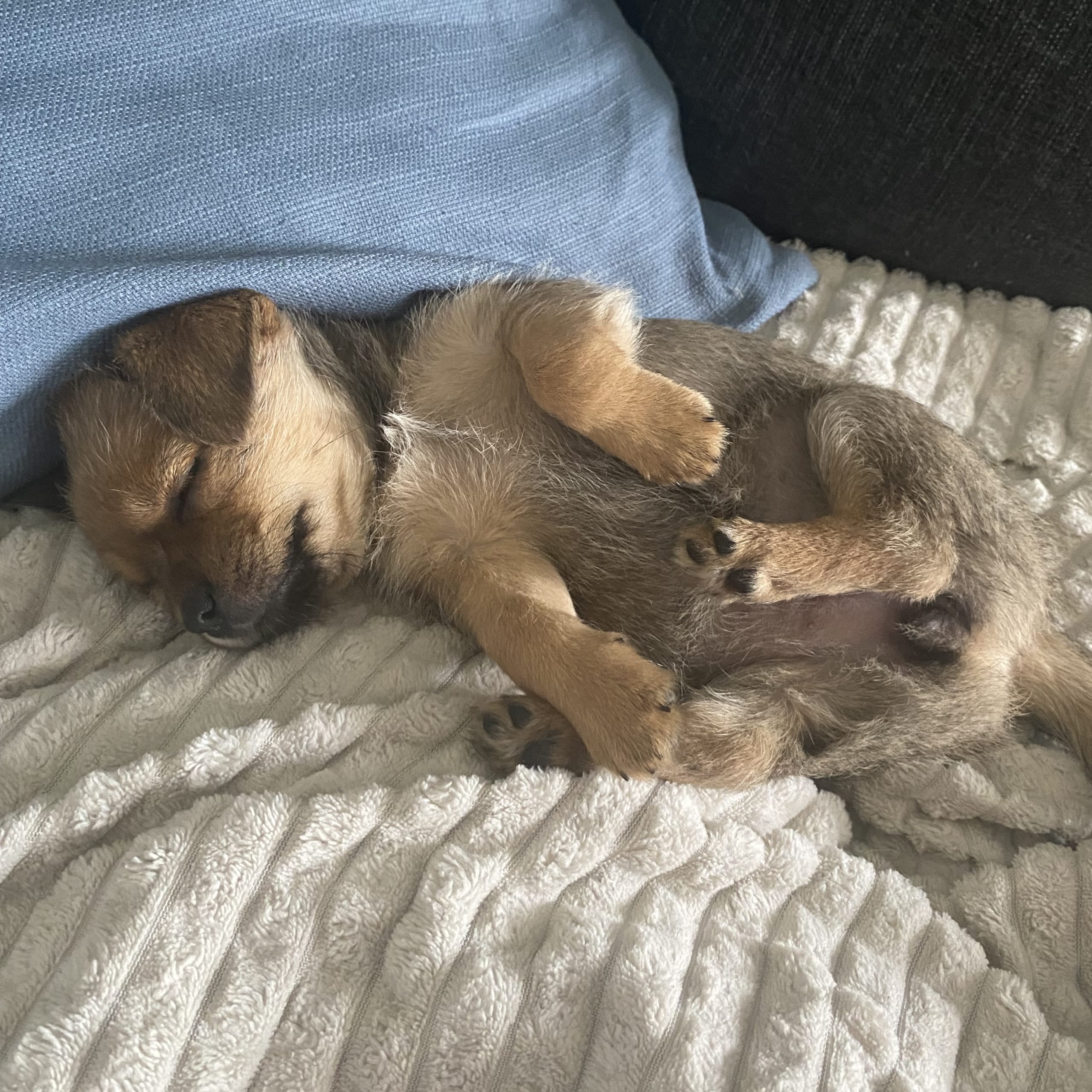 Pomchi/Bichon frisé/Yorkshire terrier
