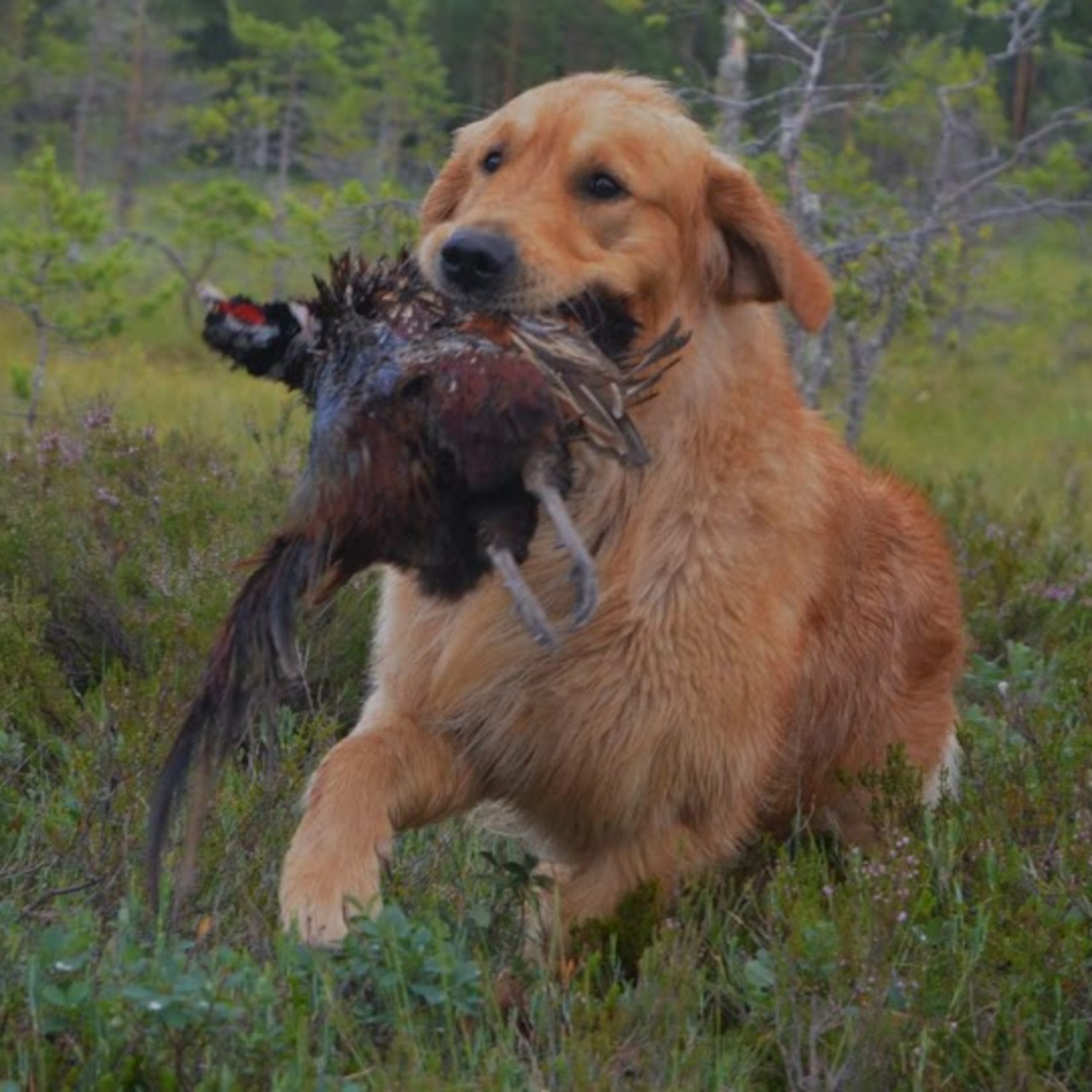 Golden retriever