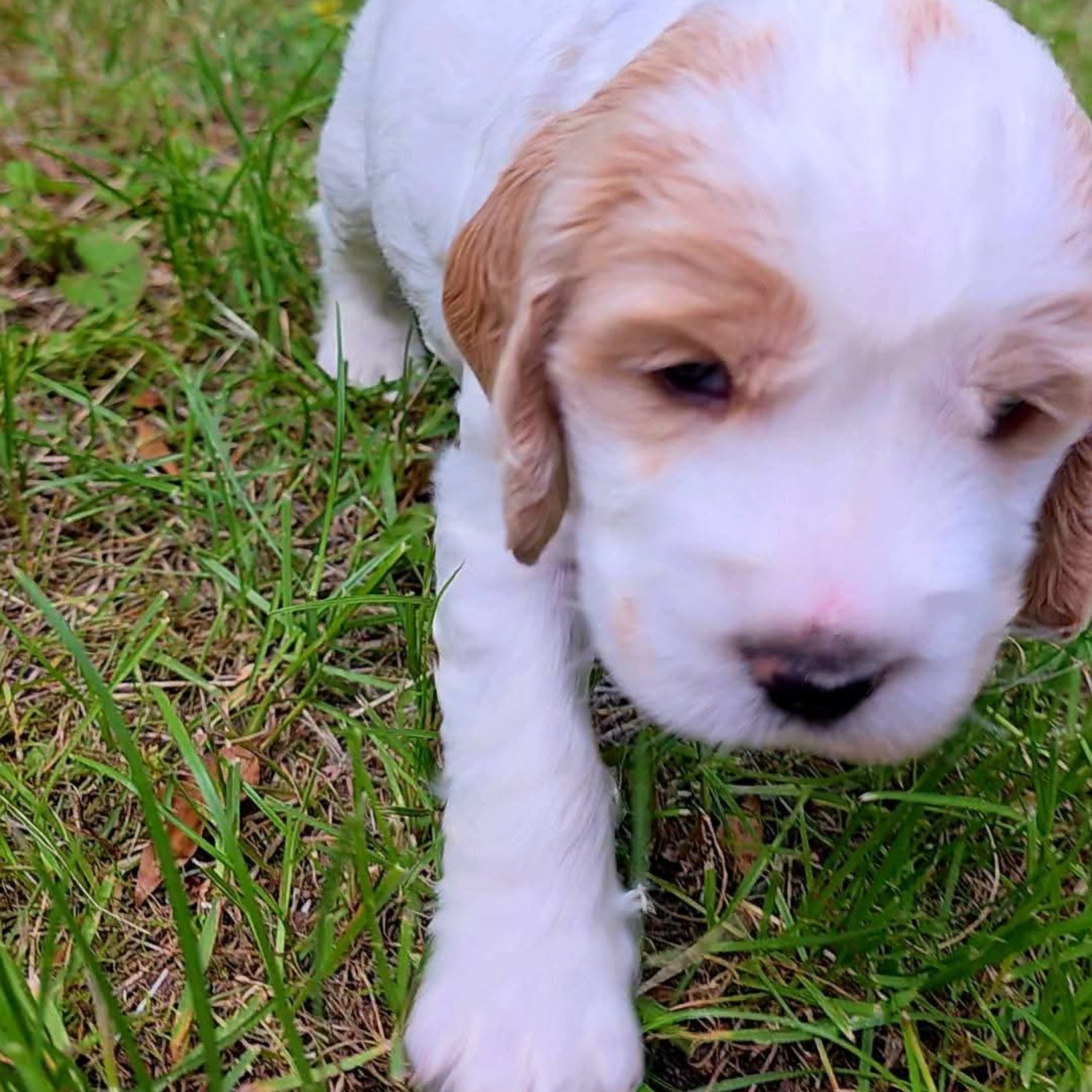 Cocker spaniel