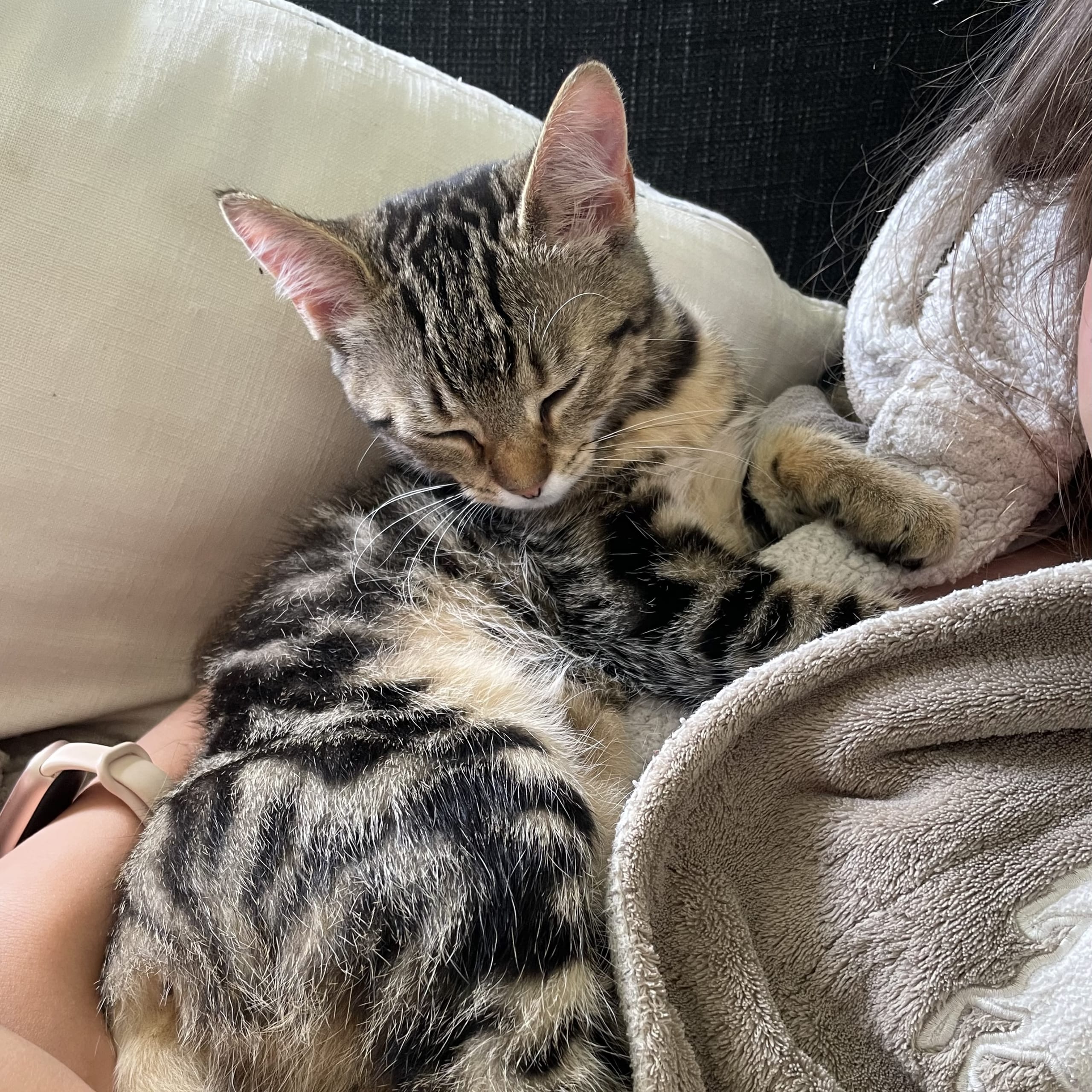 Bondkatt