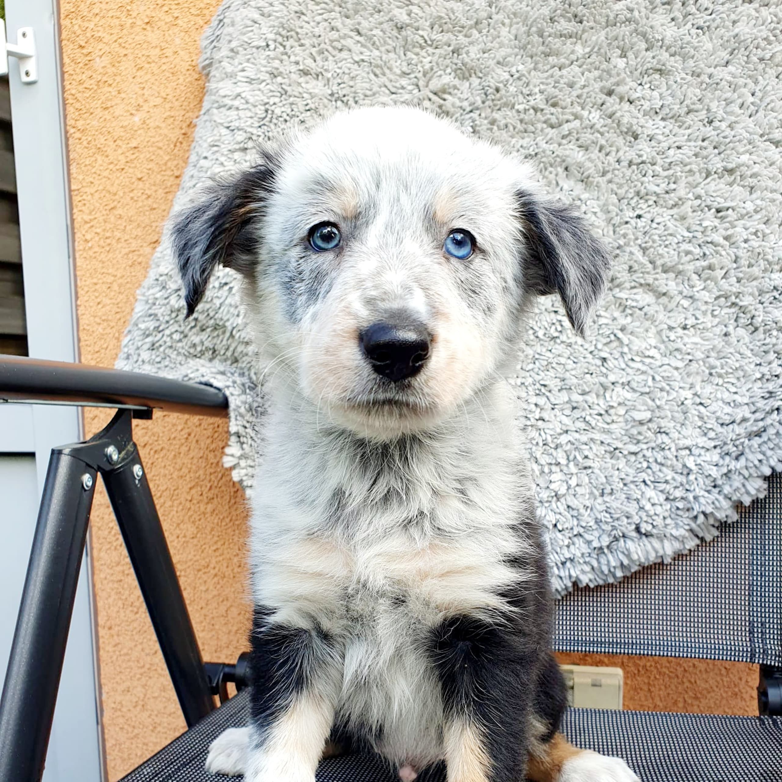 Border collie