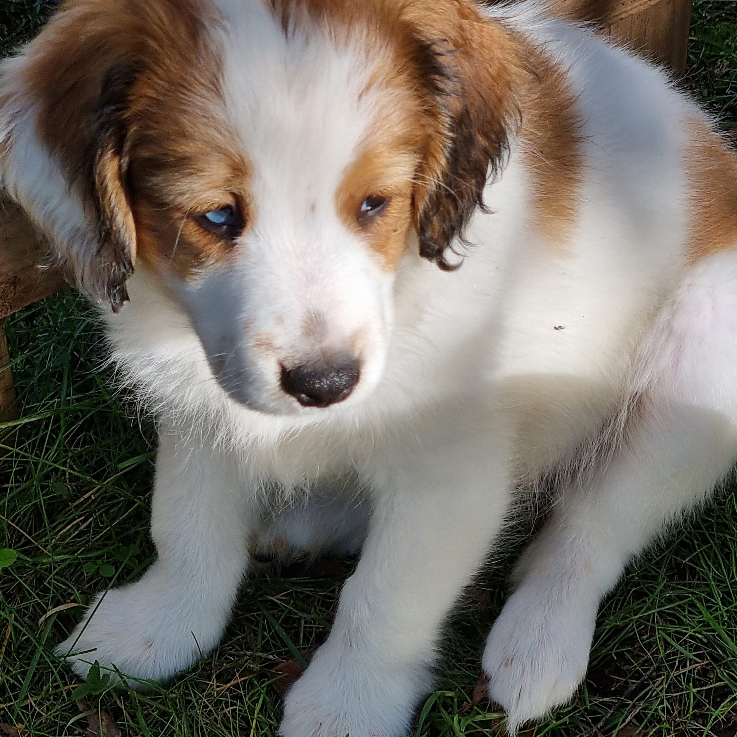 Dutch Kooikerhondje