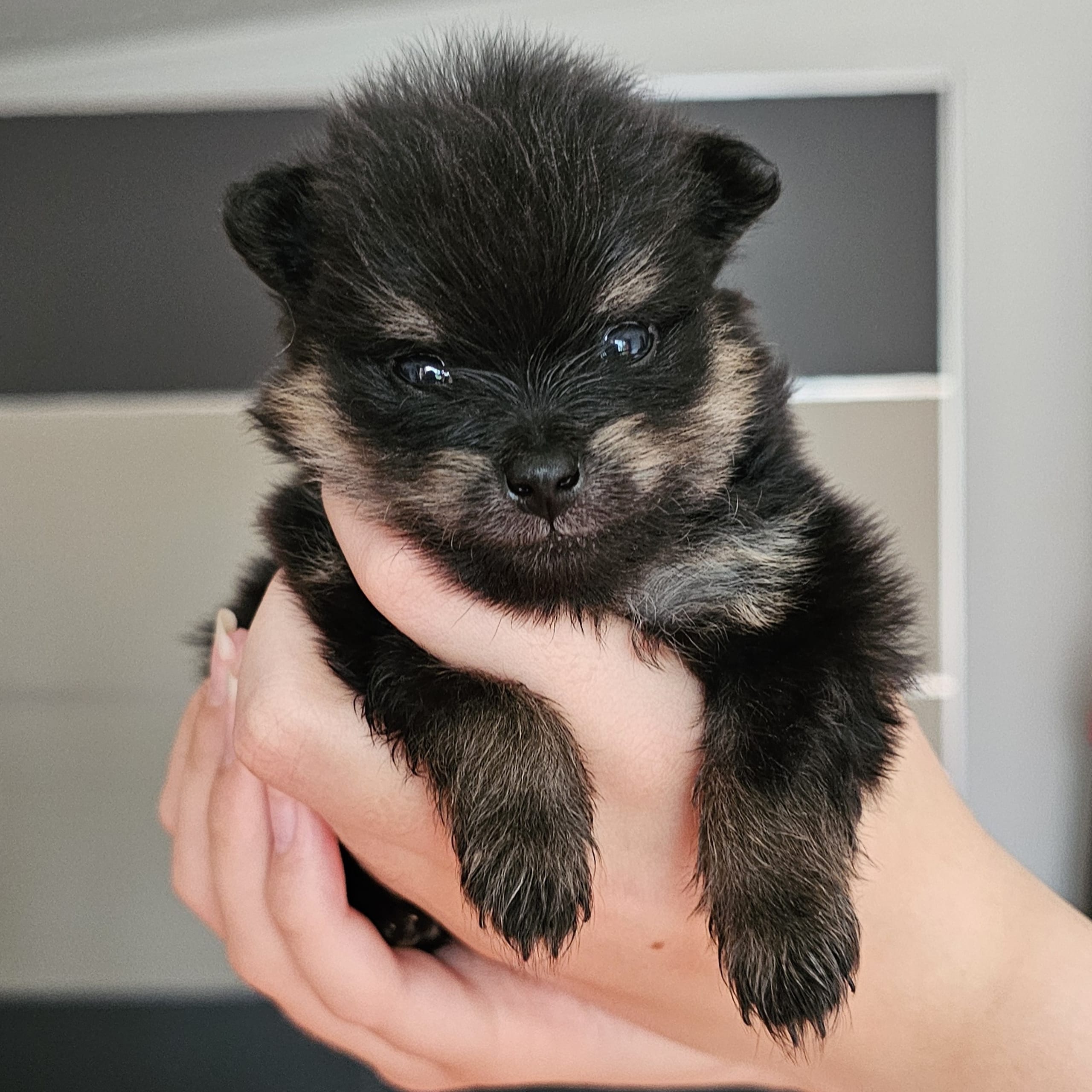 Pomeranian