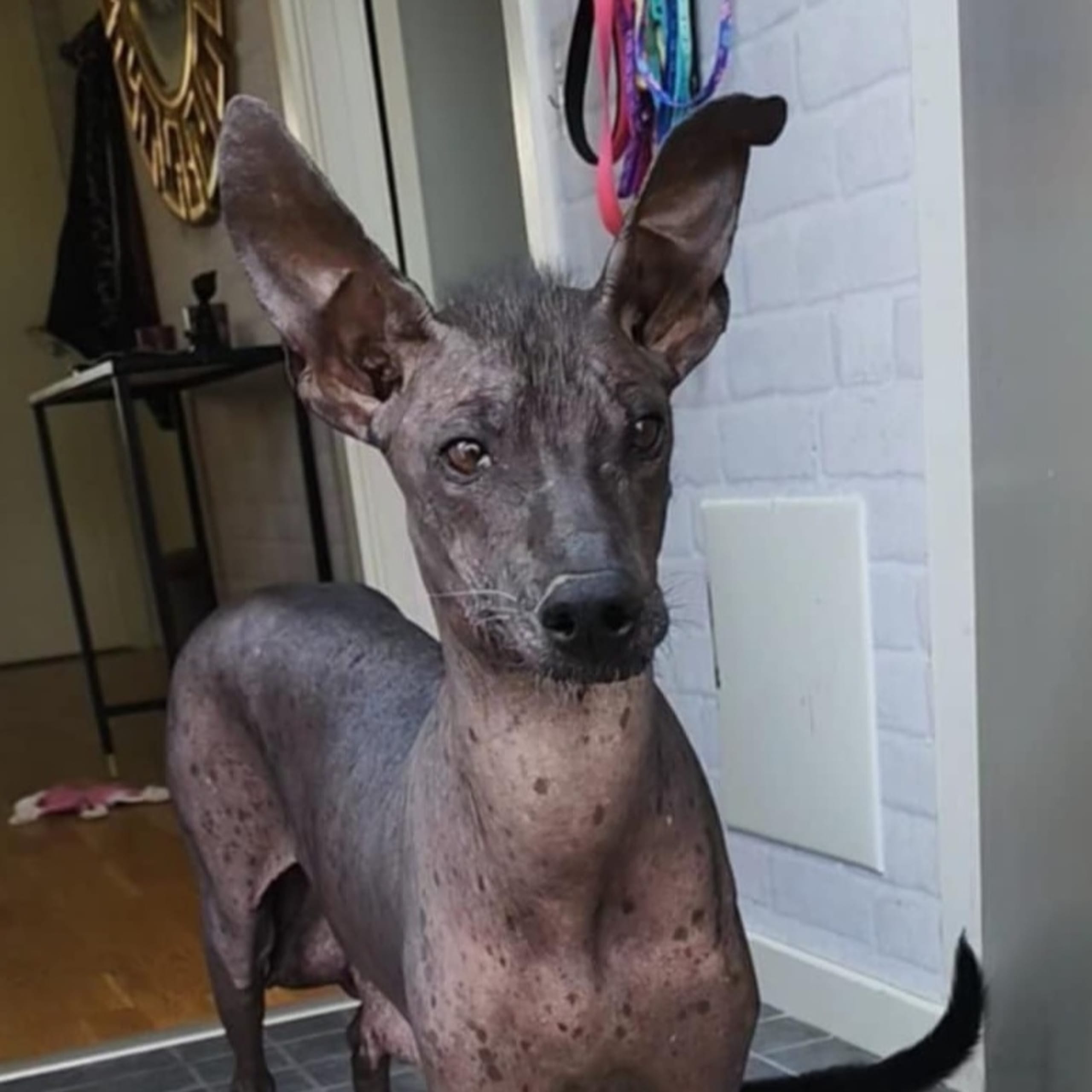 Xoloitzcuintle