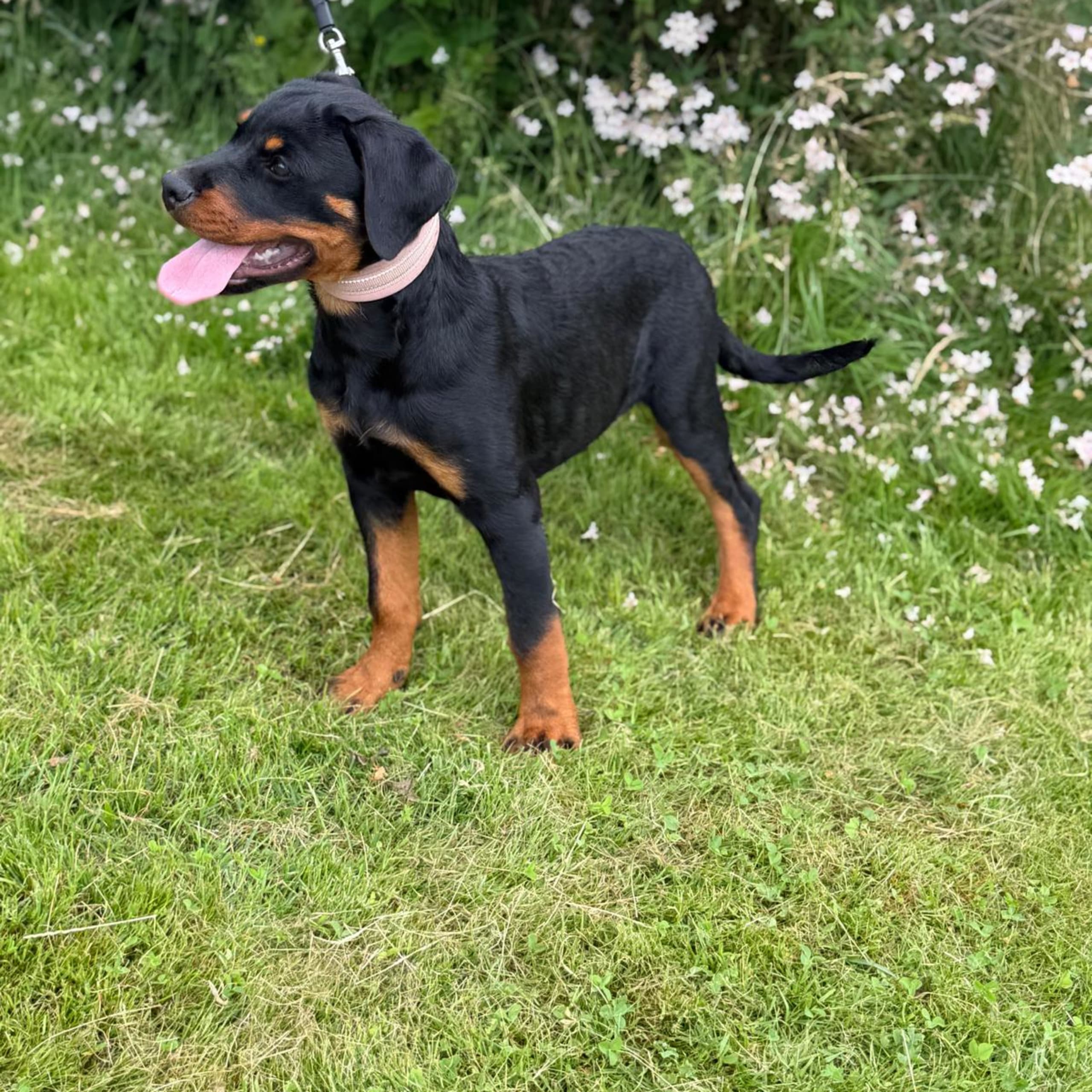 Kennel Lexander's