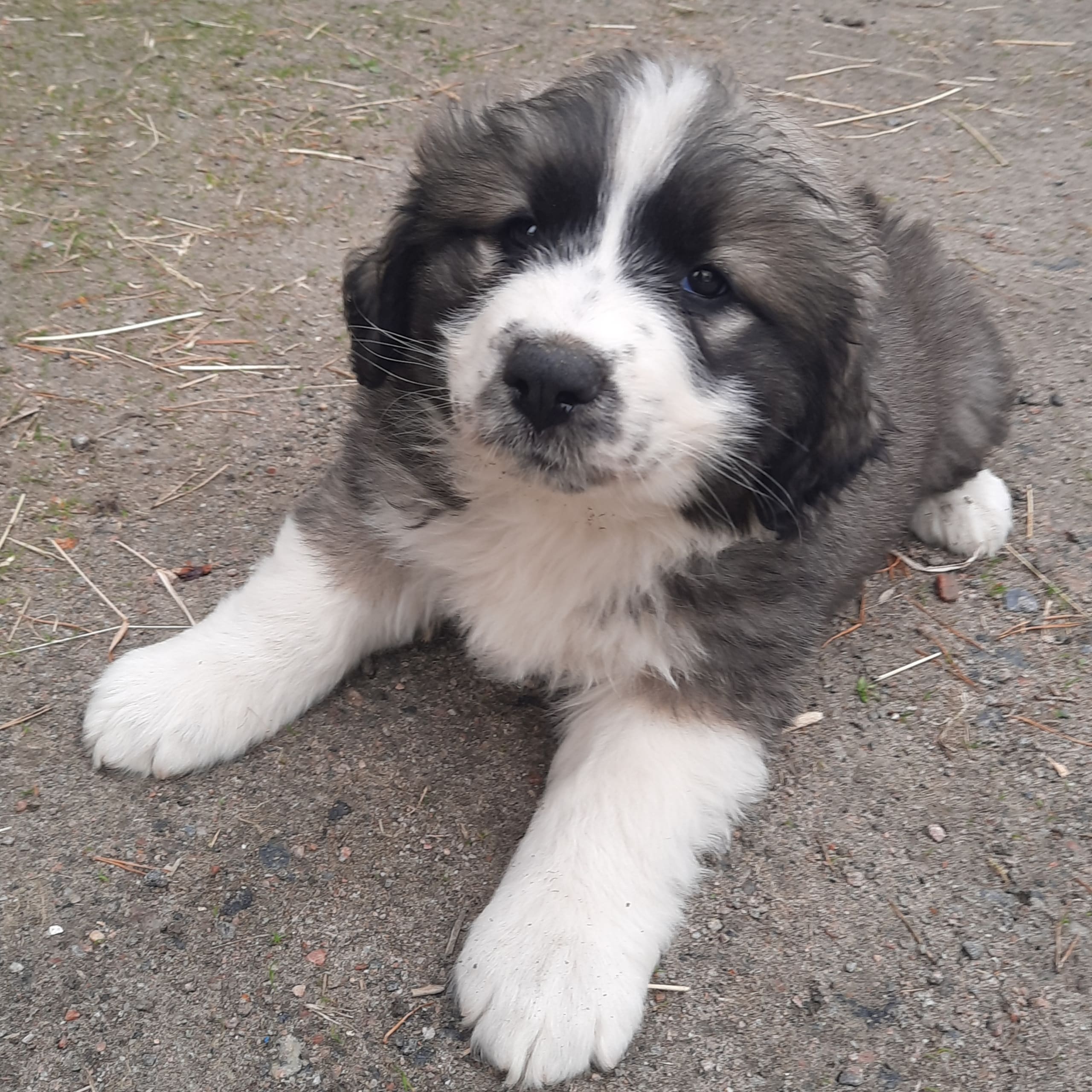 Blandras  Pyrenne/Leonberger