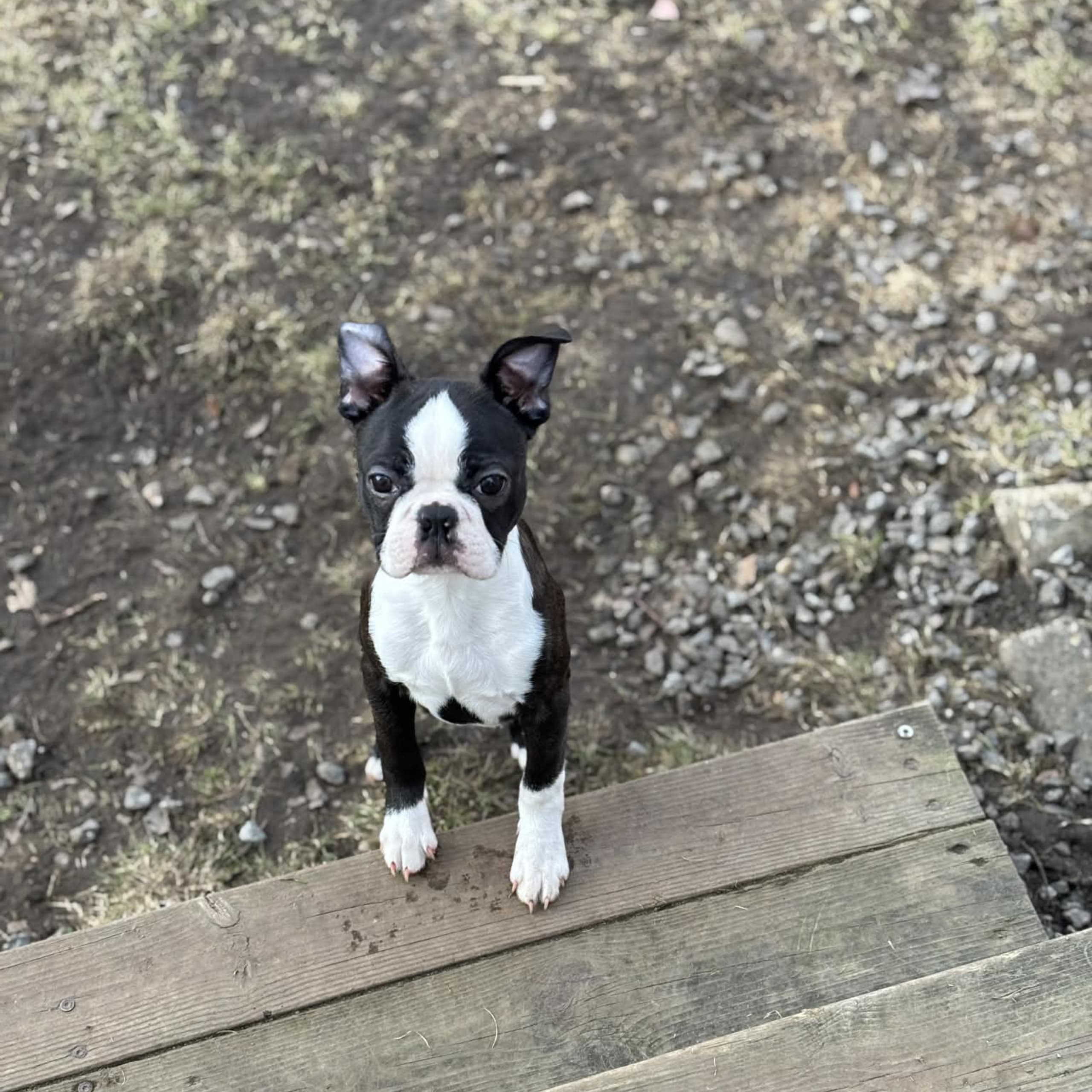 Bostonterrier