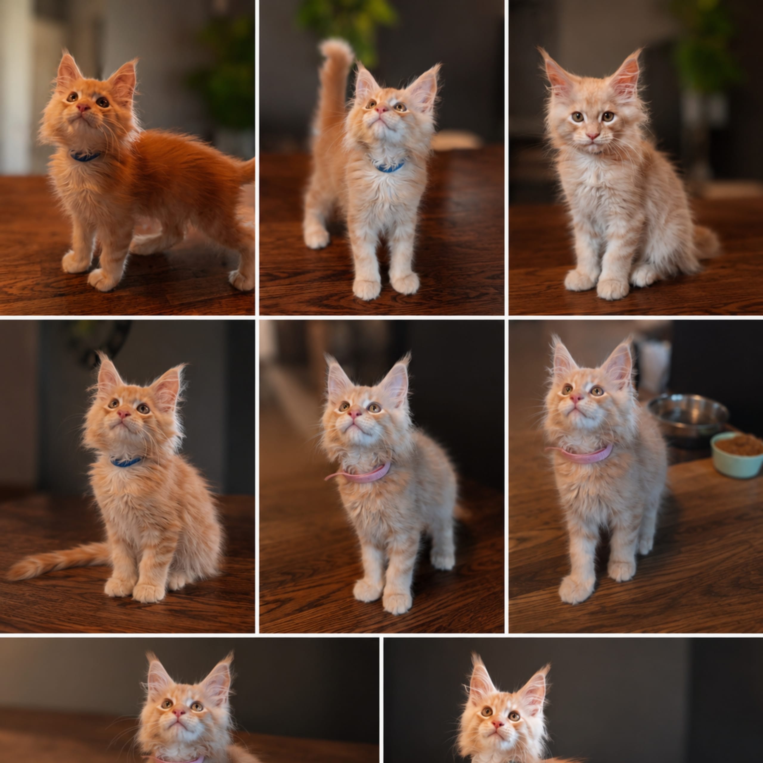 Maine Coon