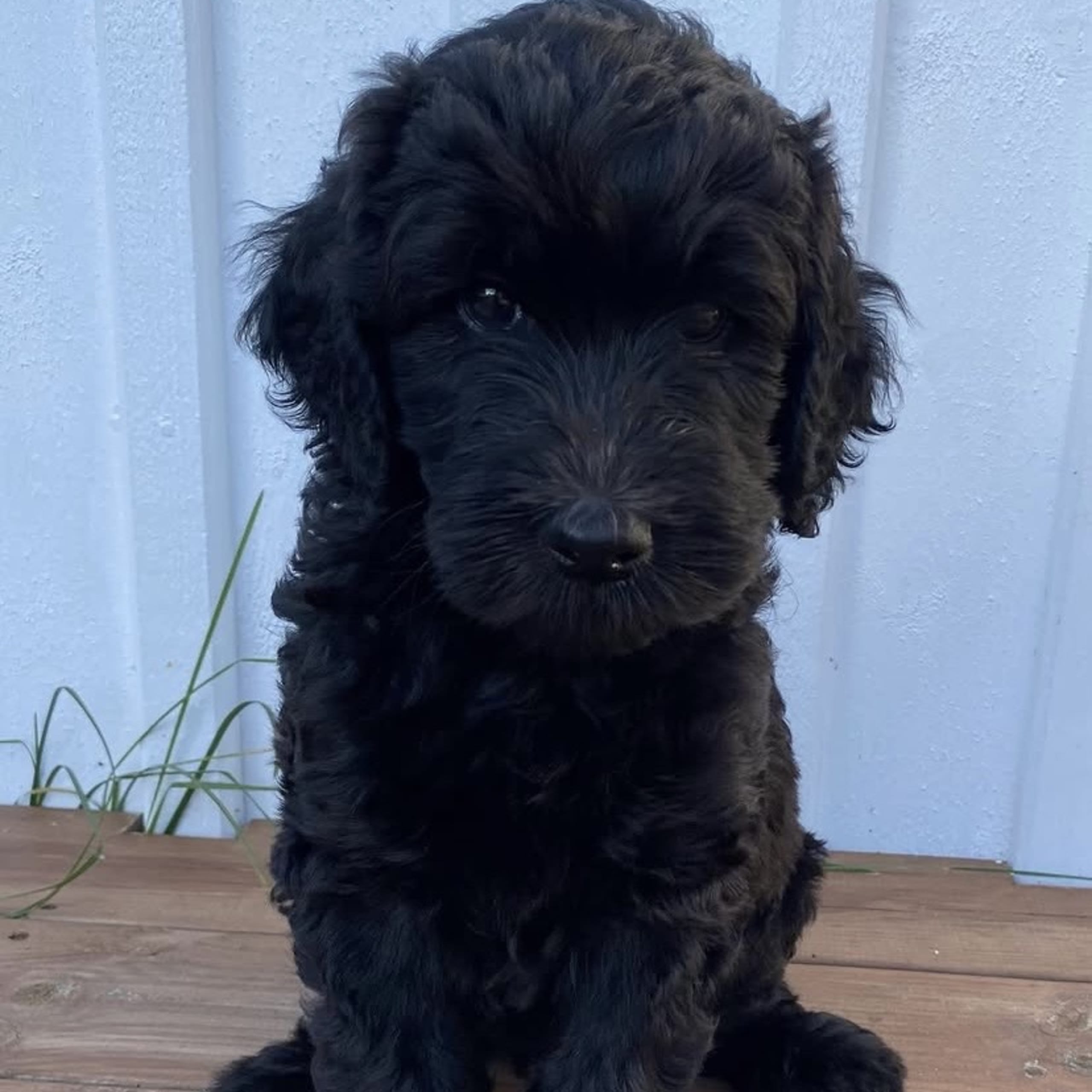 Labradoodle