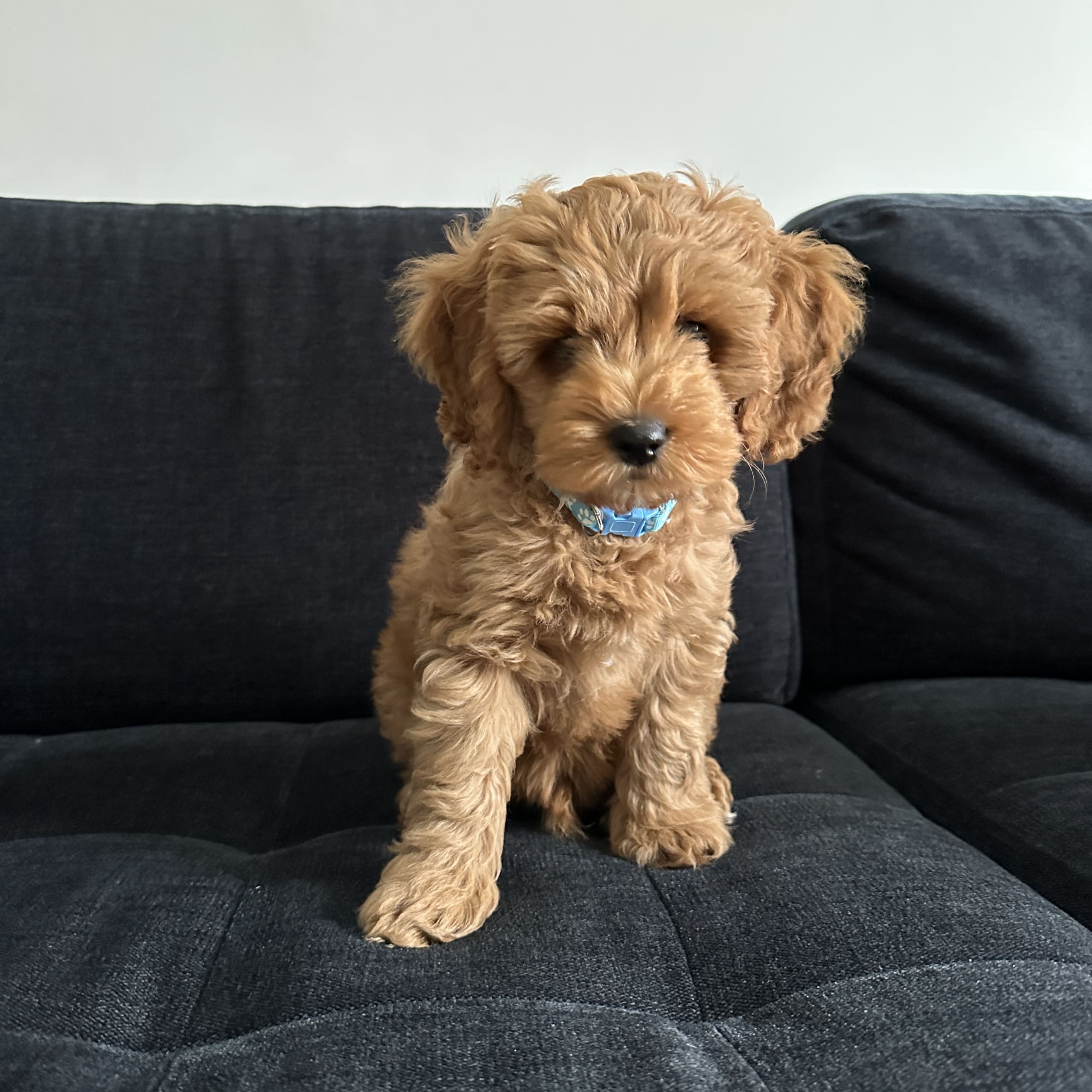 Cockerpoo