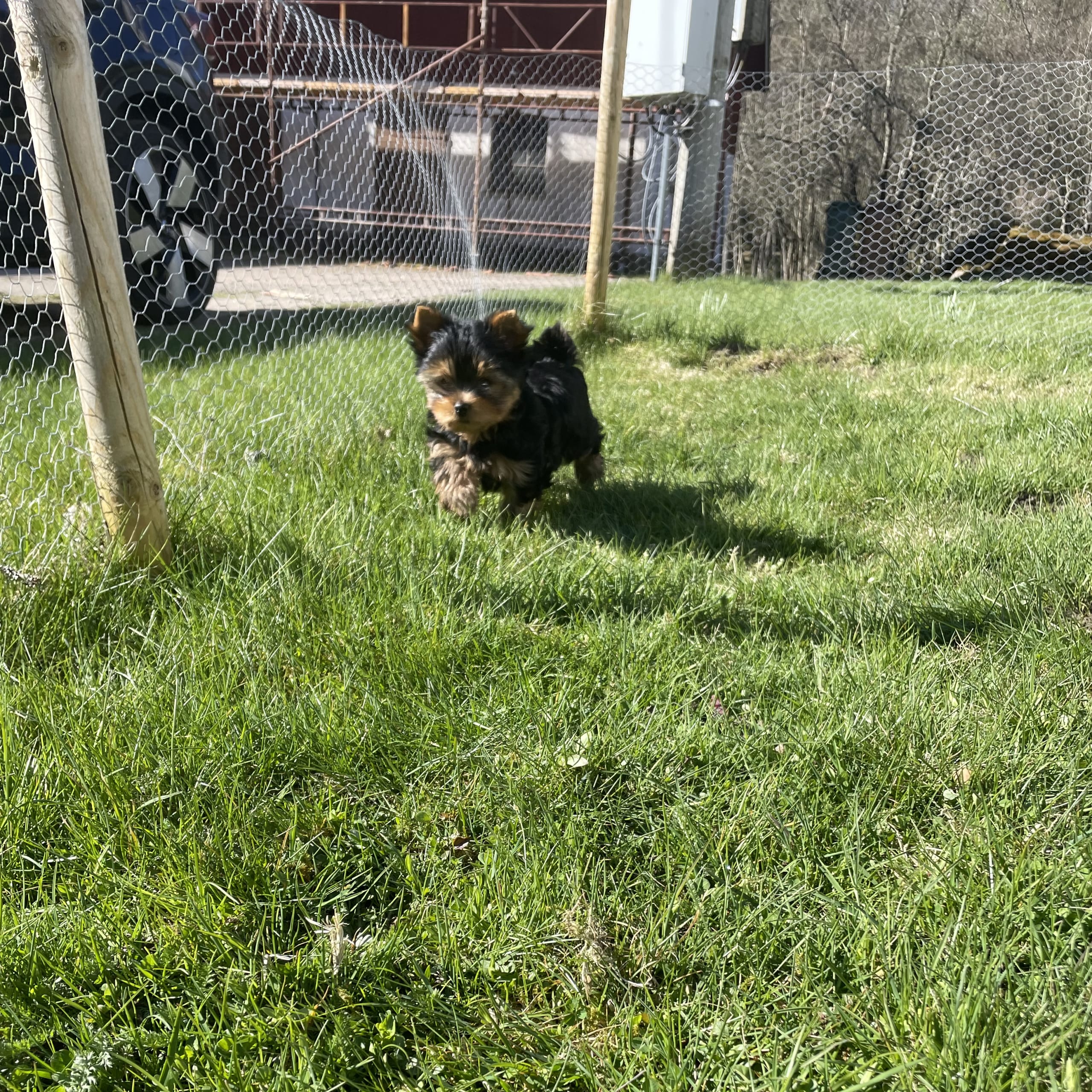 Yorkshireterrier