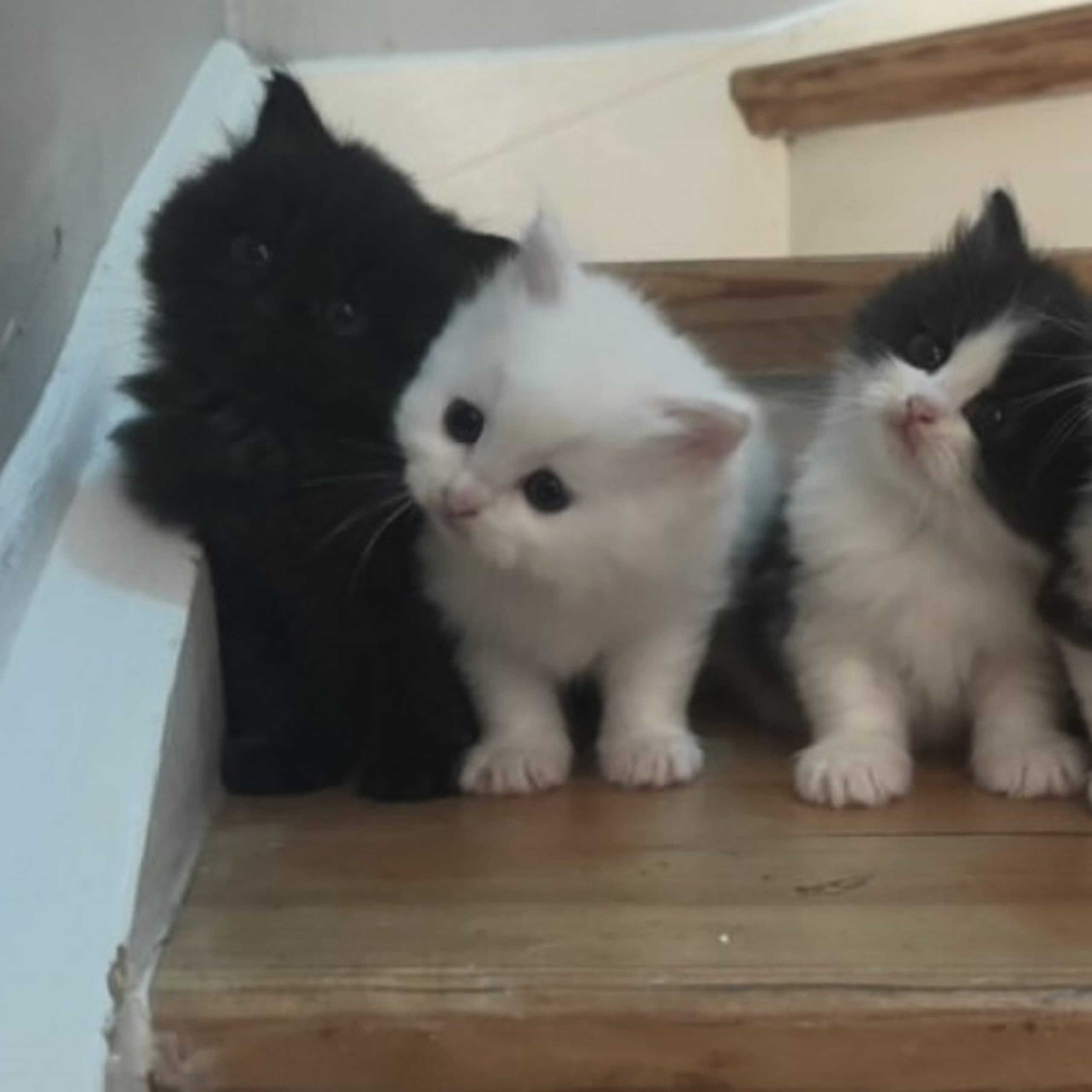 Ragdoll