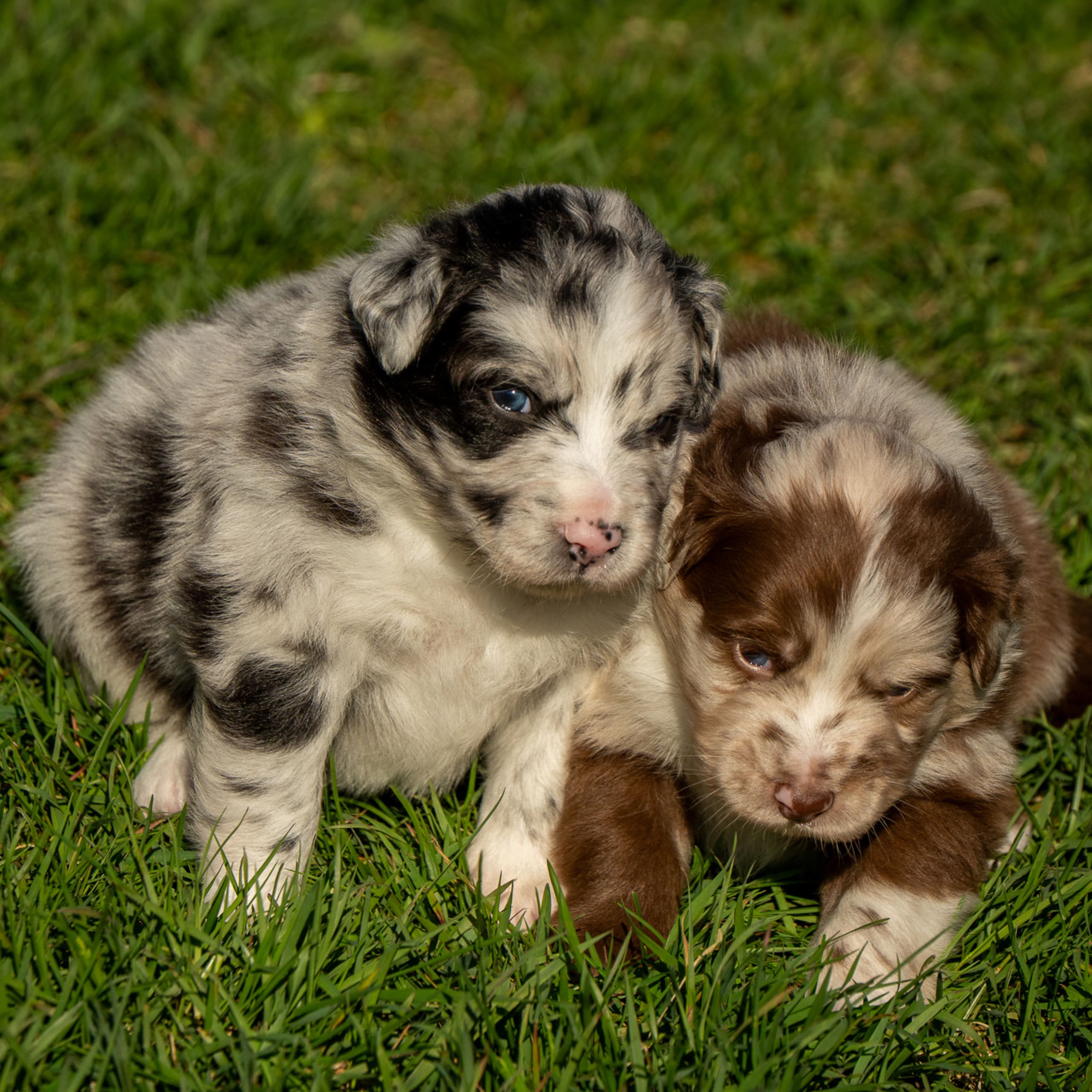 Australian Shepherd