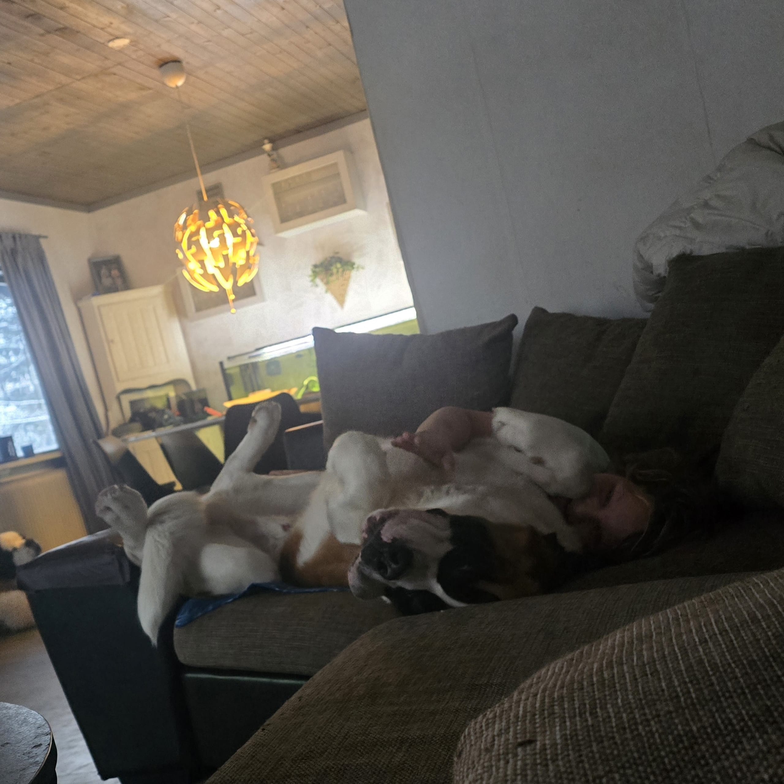 Sankt bernhardshund