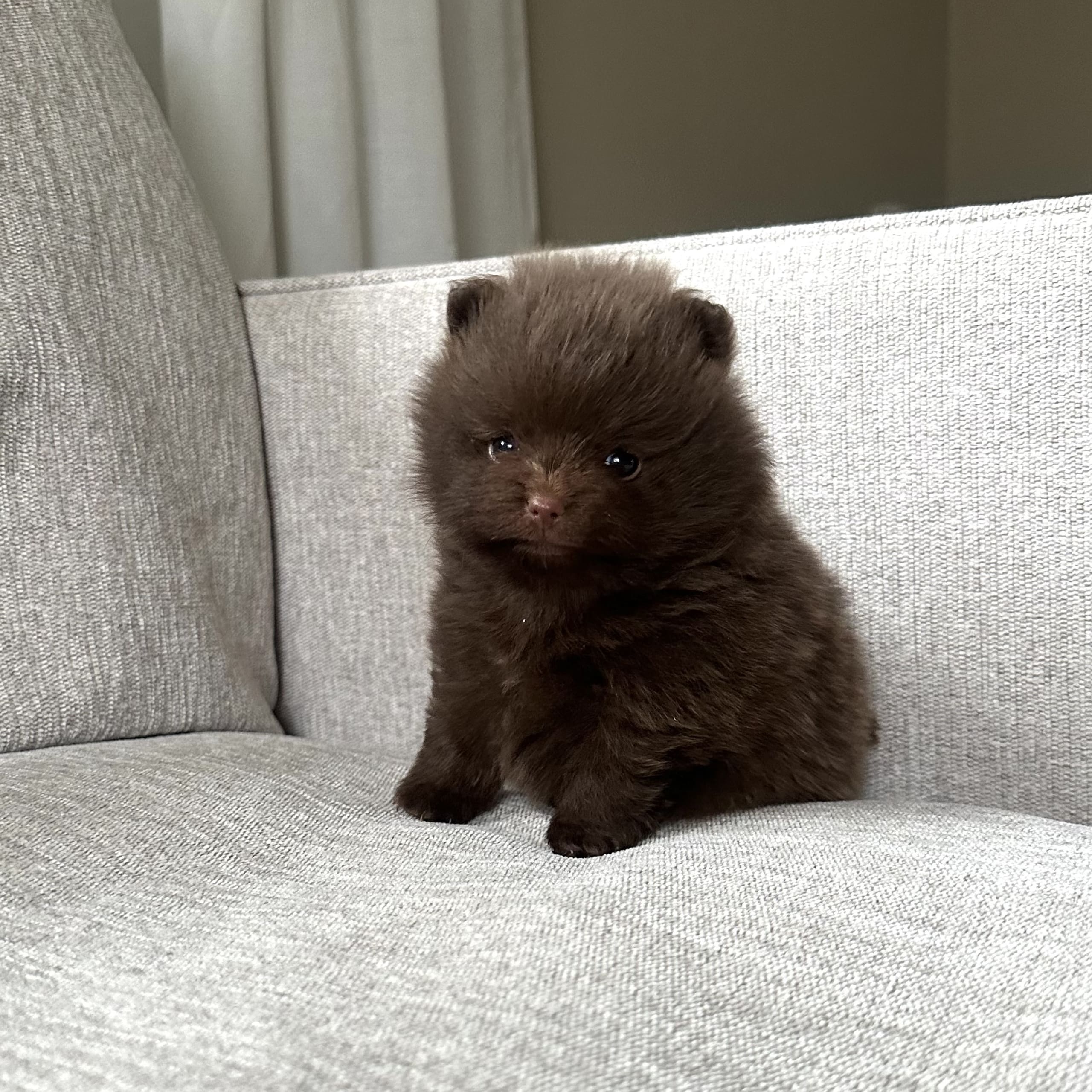 Pomeranian