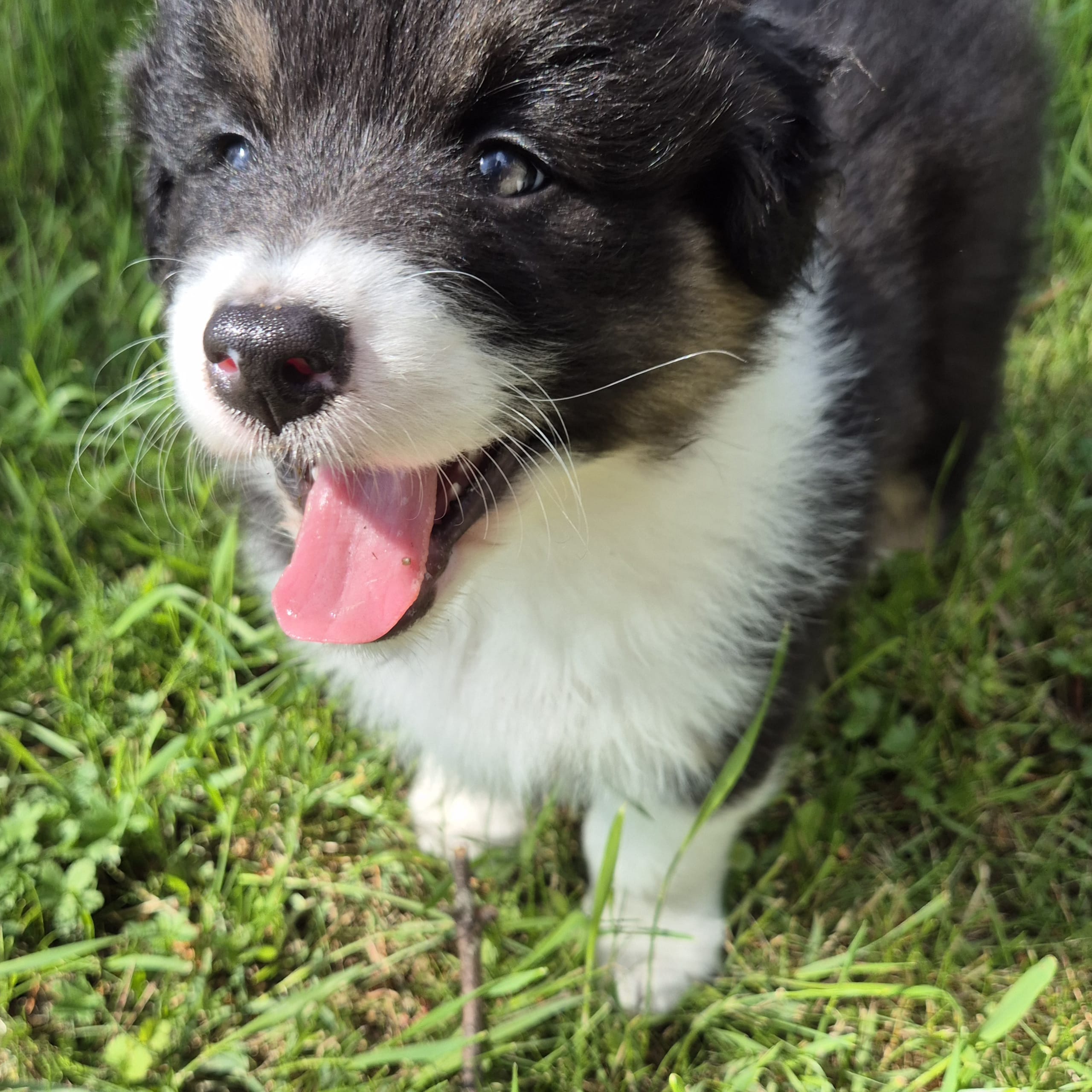 Australian shepherd