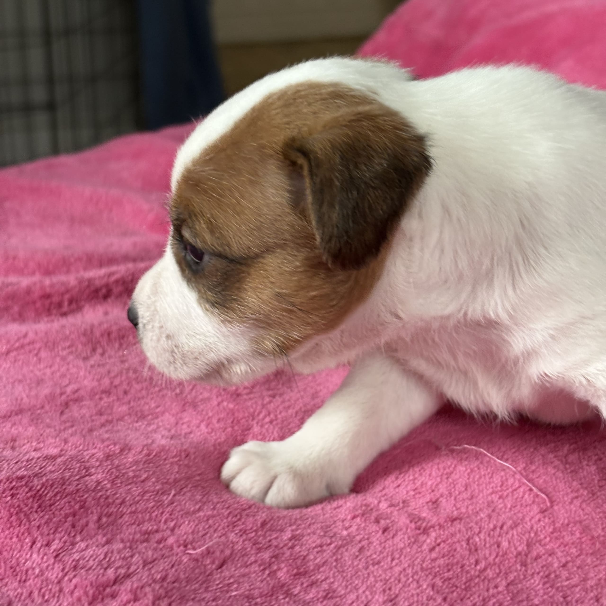 Jack russell terrier
