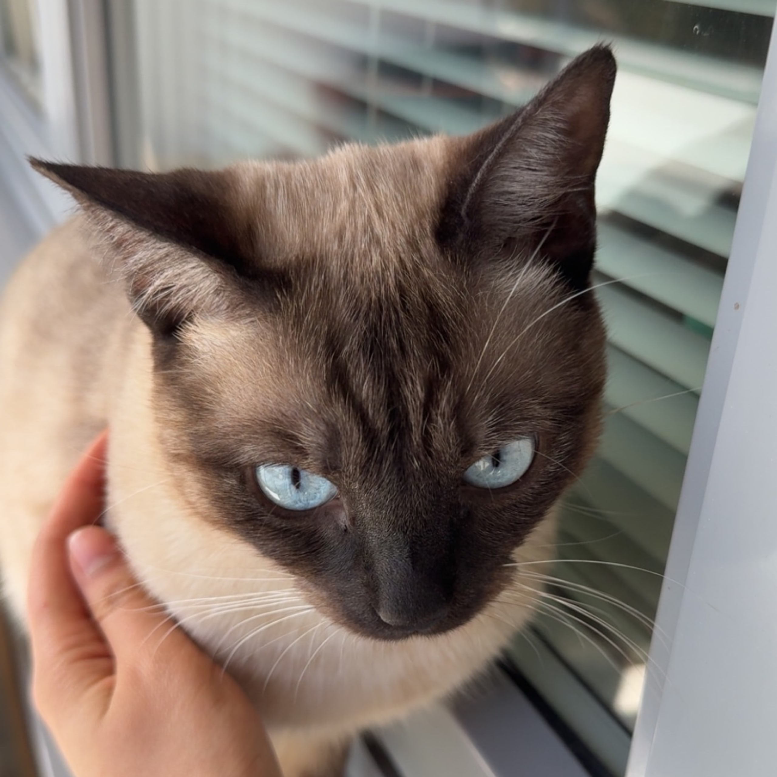 Ragdoll