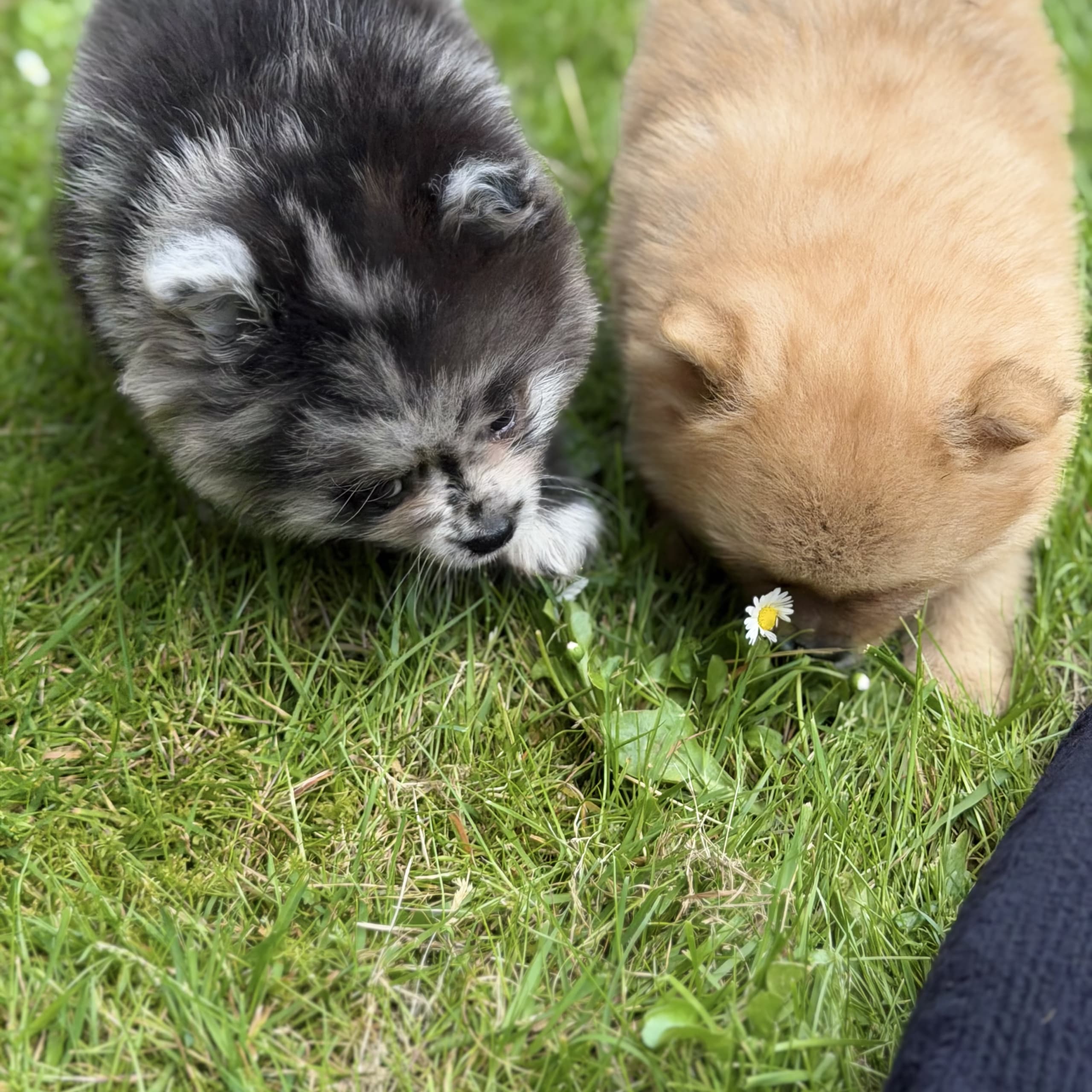 Pomeranian
