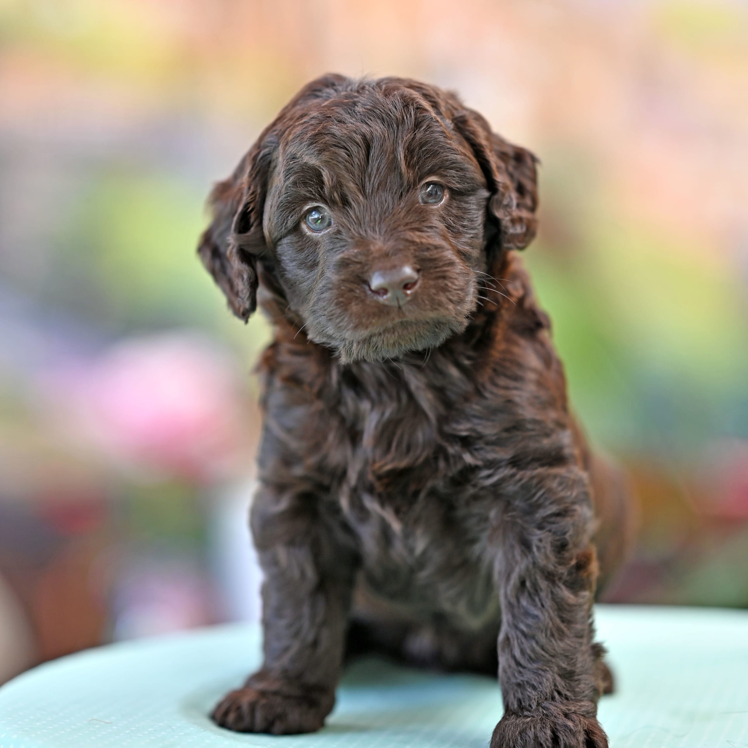 Labradoodle mini mellan ( Labrador / Pudel)